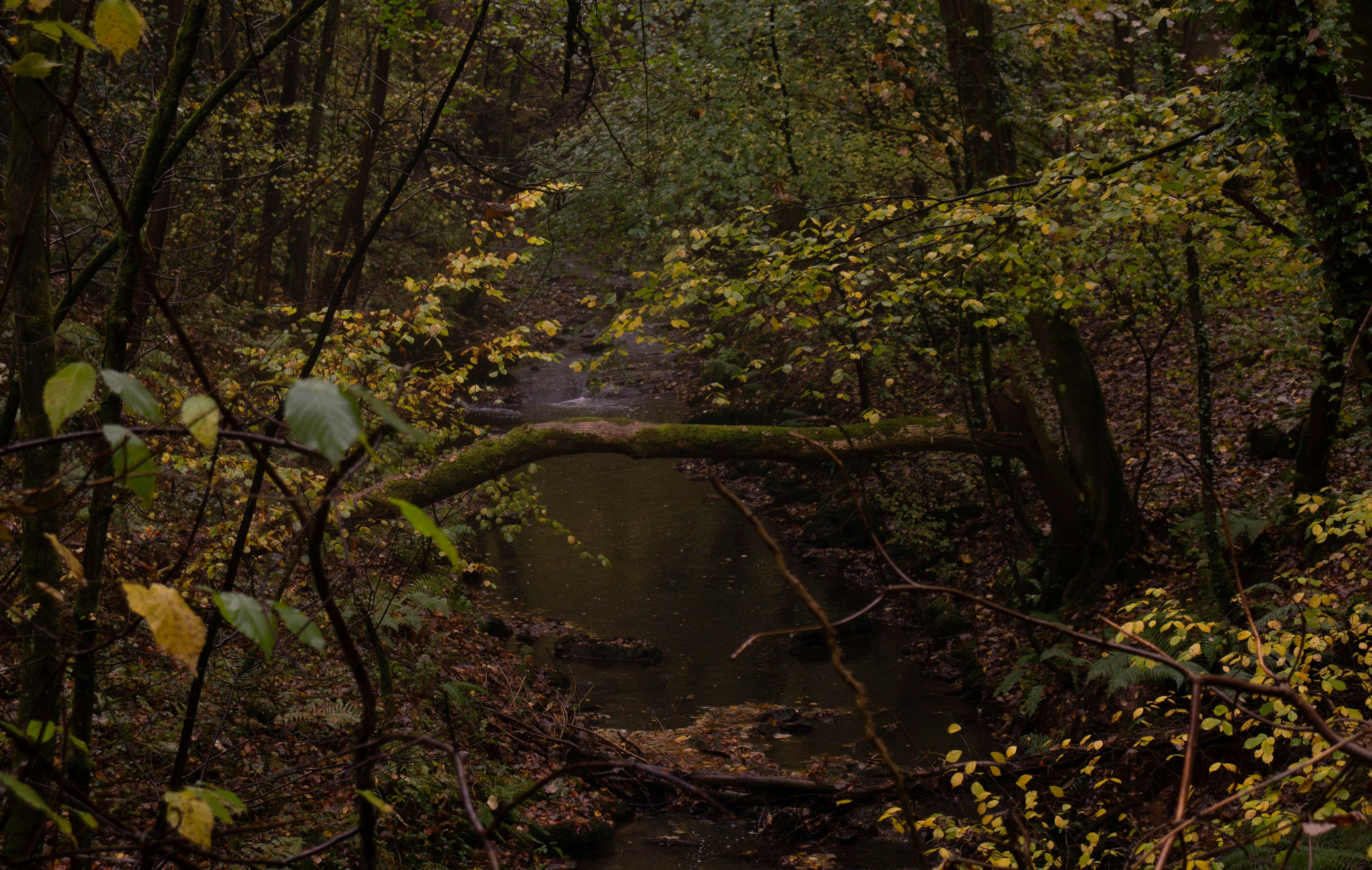 Photo by bloominghyacinth