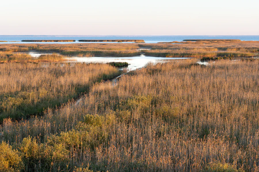 Tall marsh grass bordering calm water under a clear sky