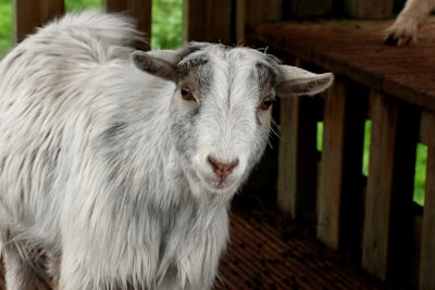 Dairy Goats