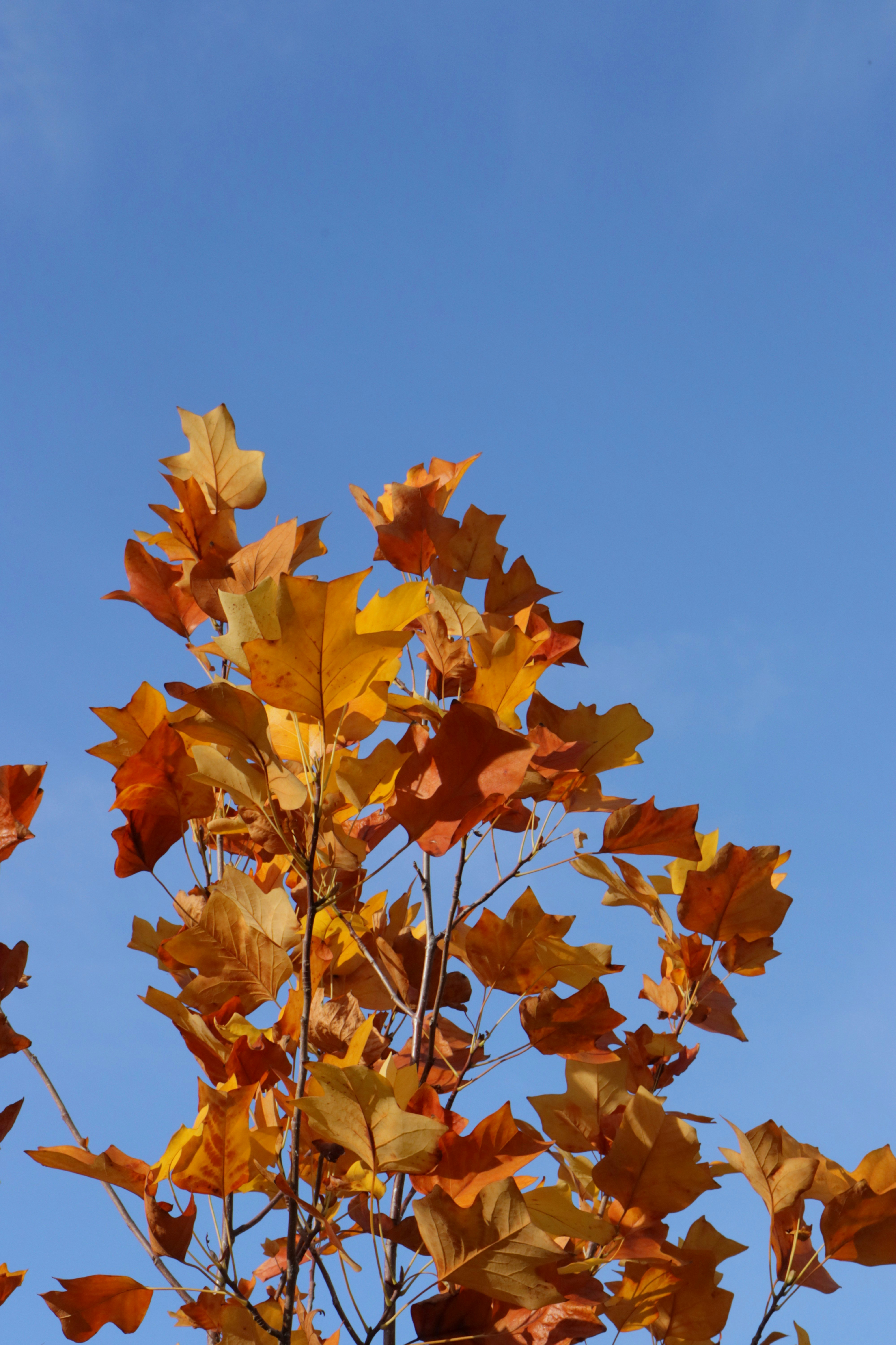 Photo by bored_mongoose