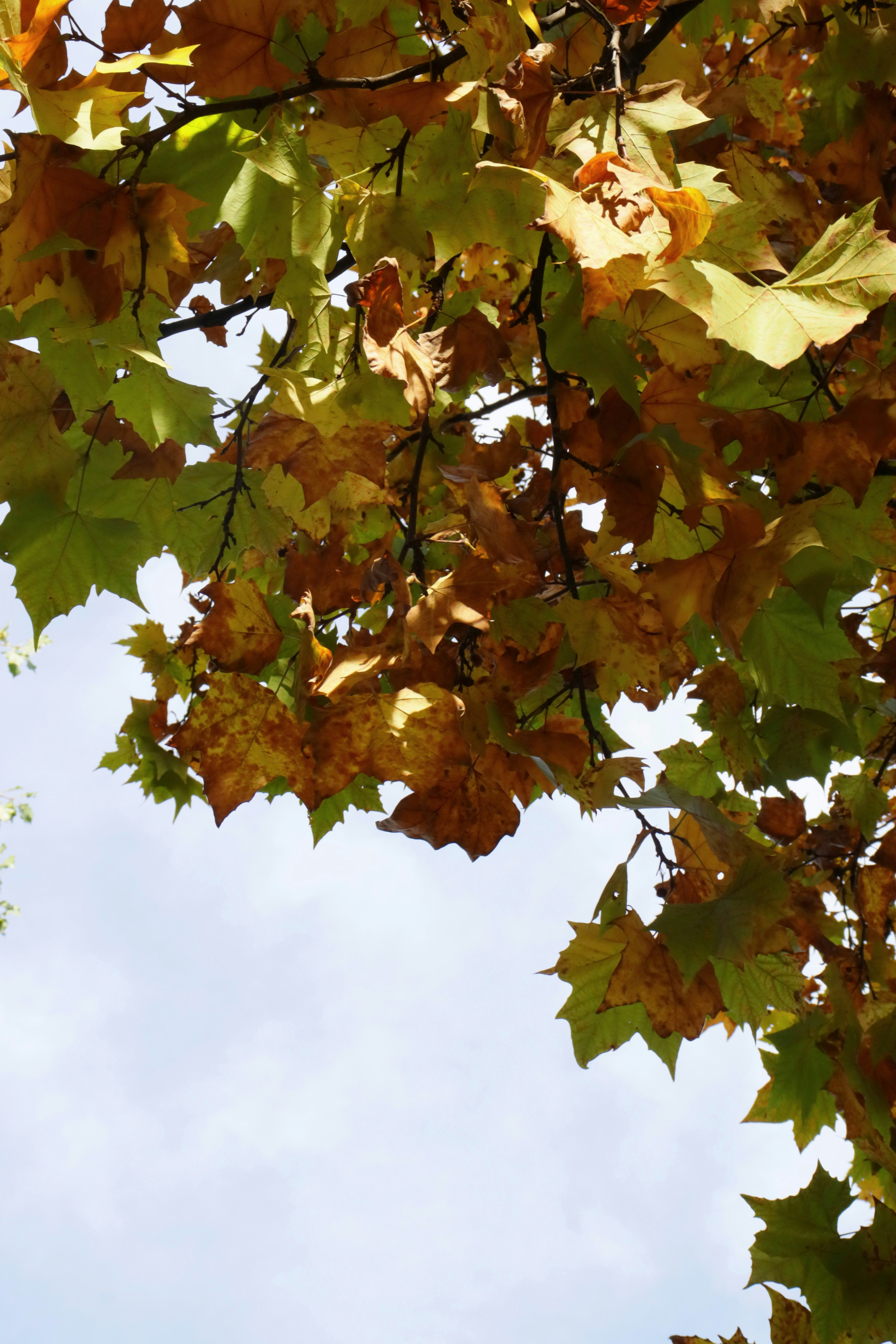 Photo by bored_mongoose