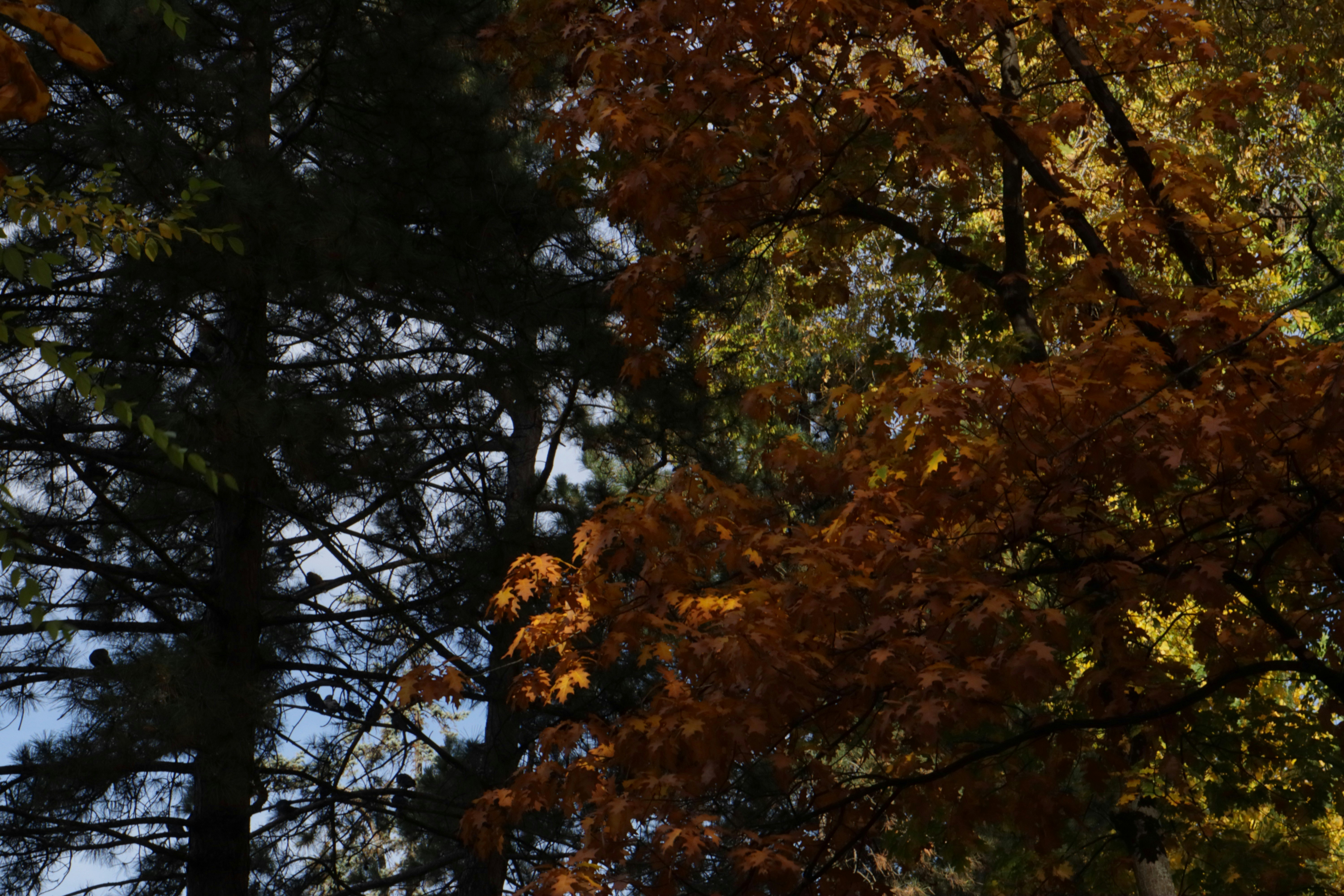 Photo by bored_mongoose