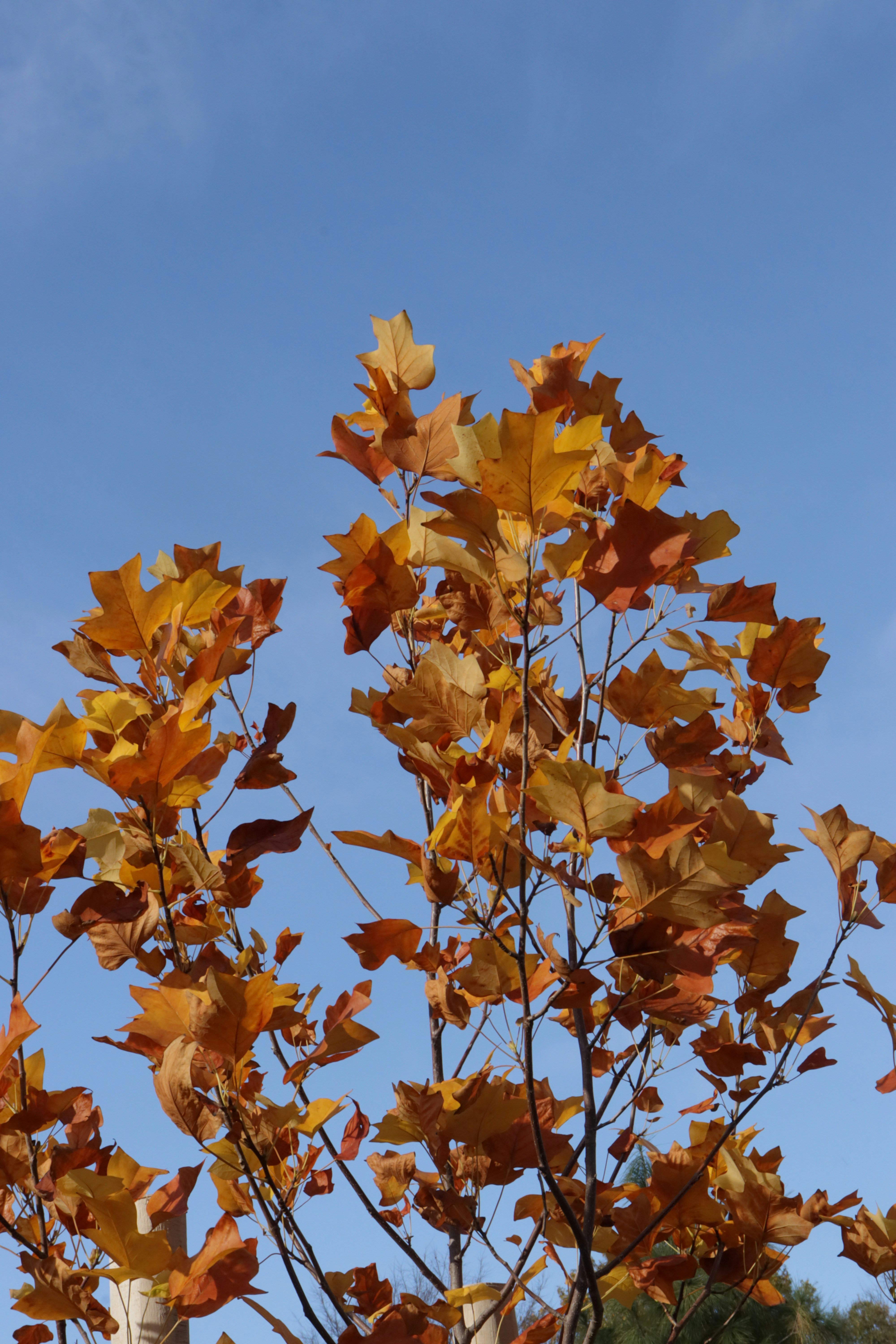 Photo by bored_mongoose