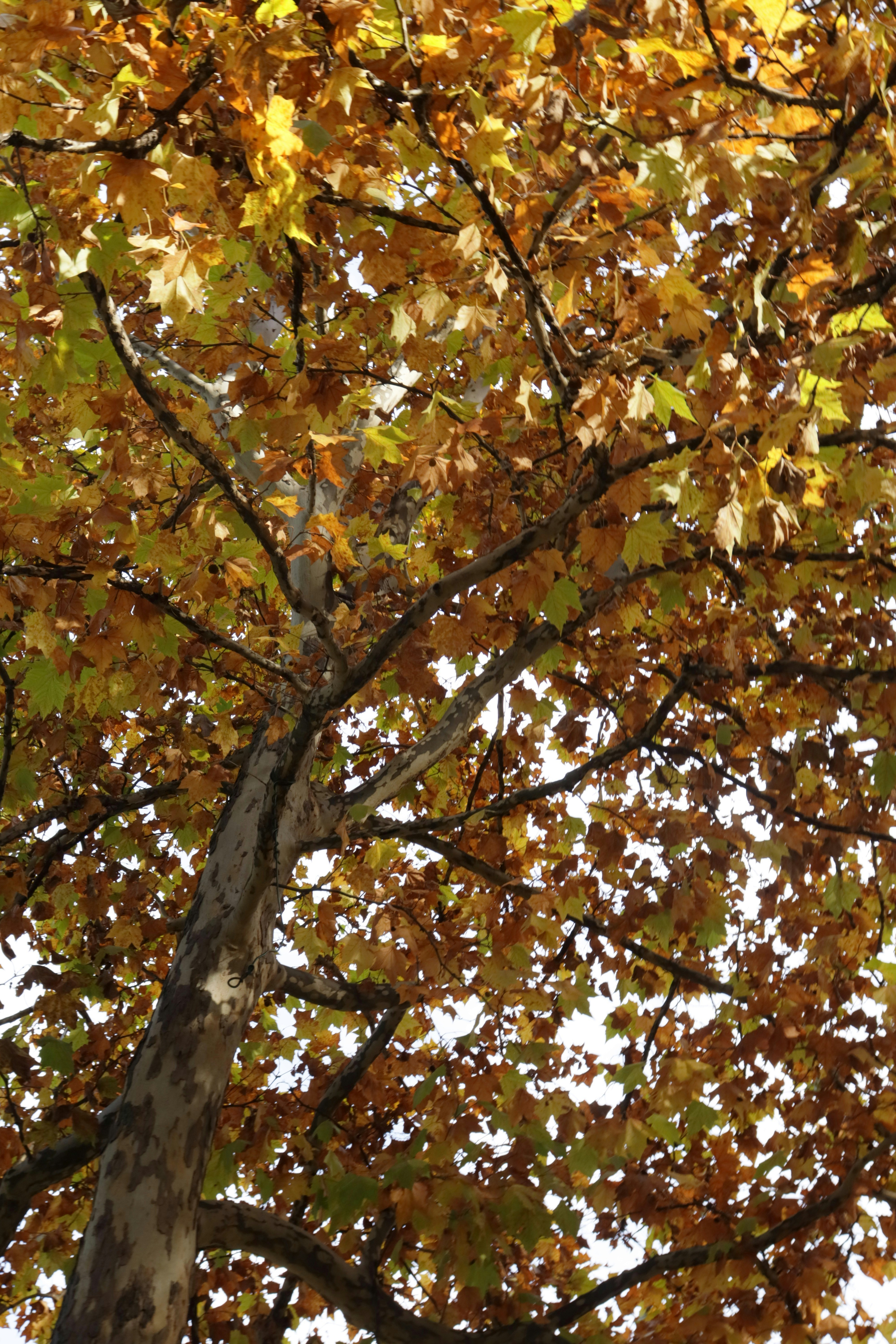 Photo by bored_mongoose