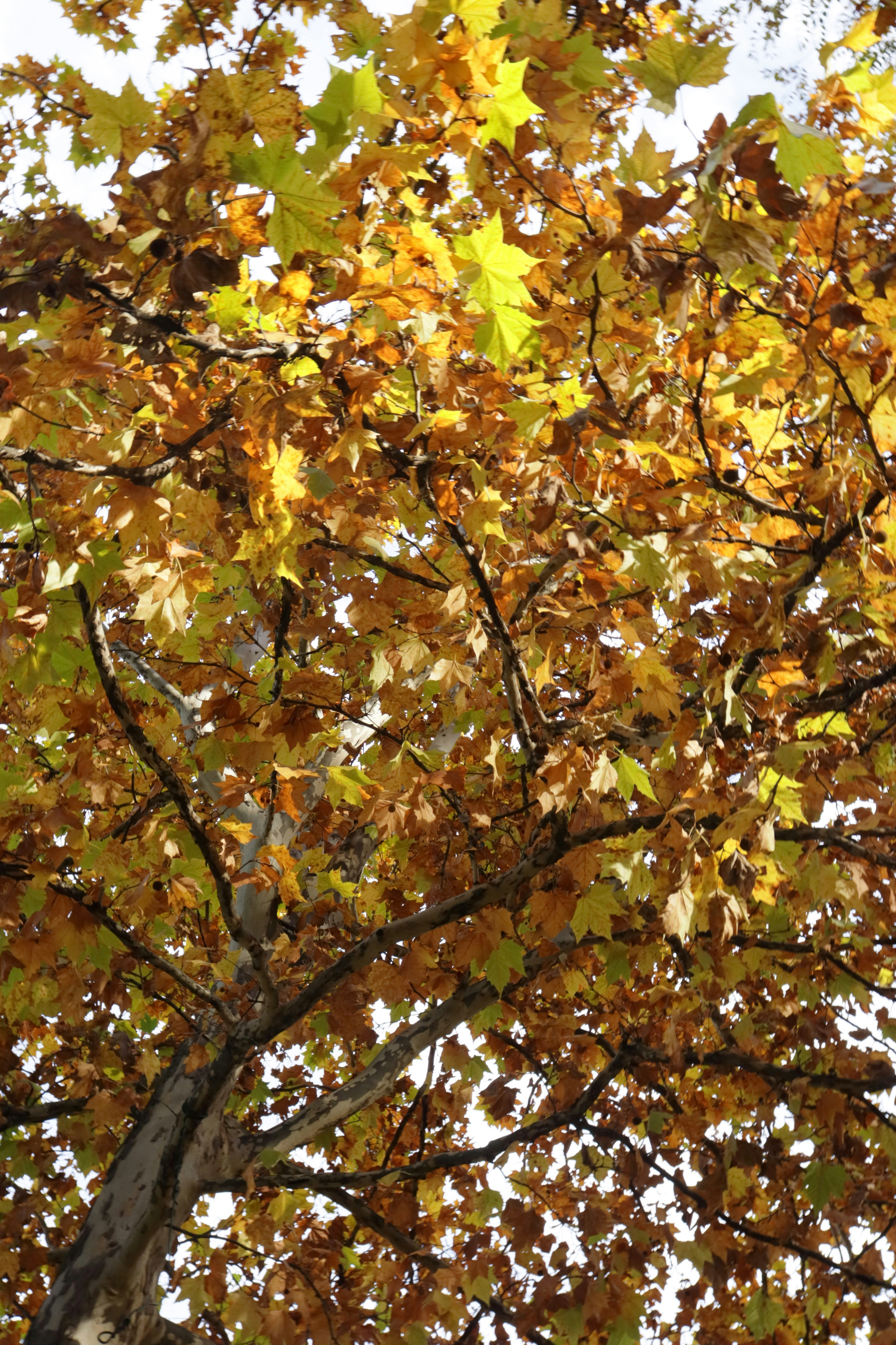 Photo by bored_mongoose