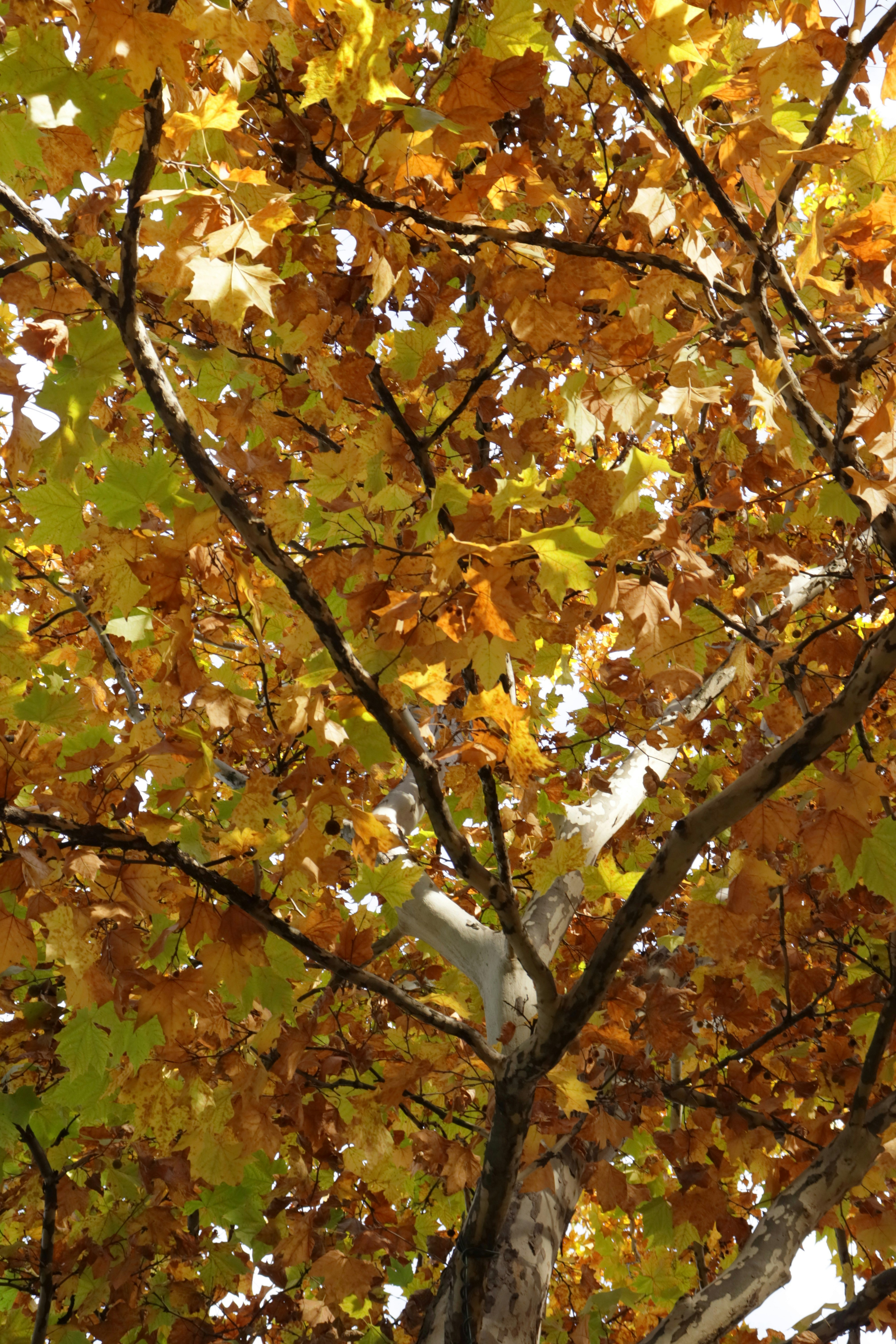 Photo by bored_mongoose