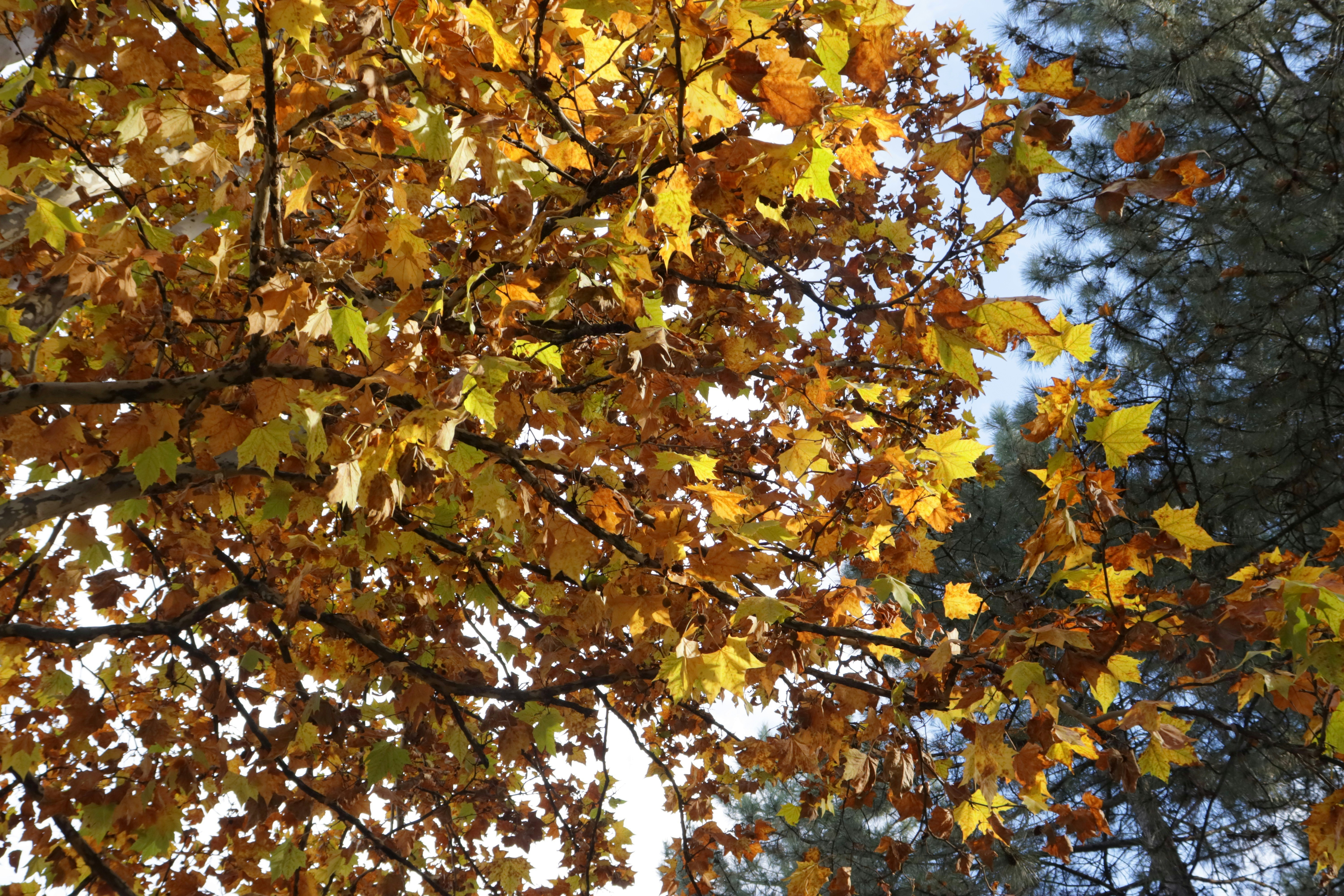 Photo by bored_mongoose