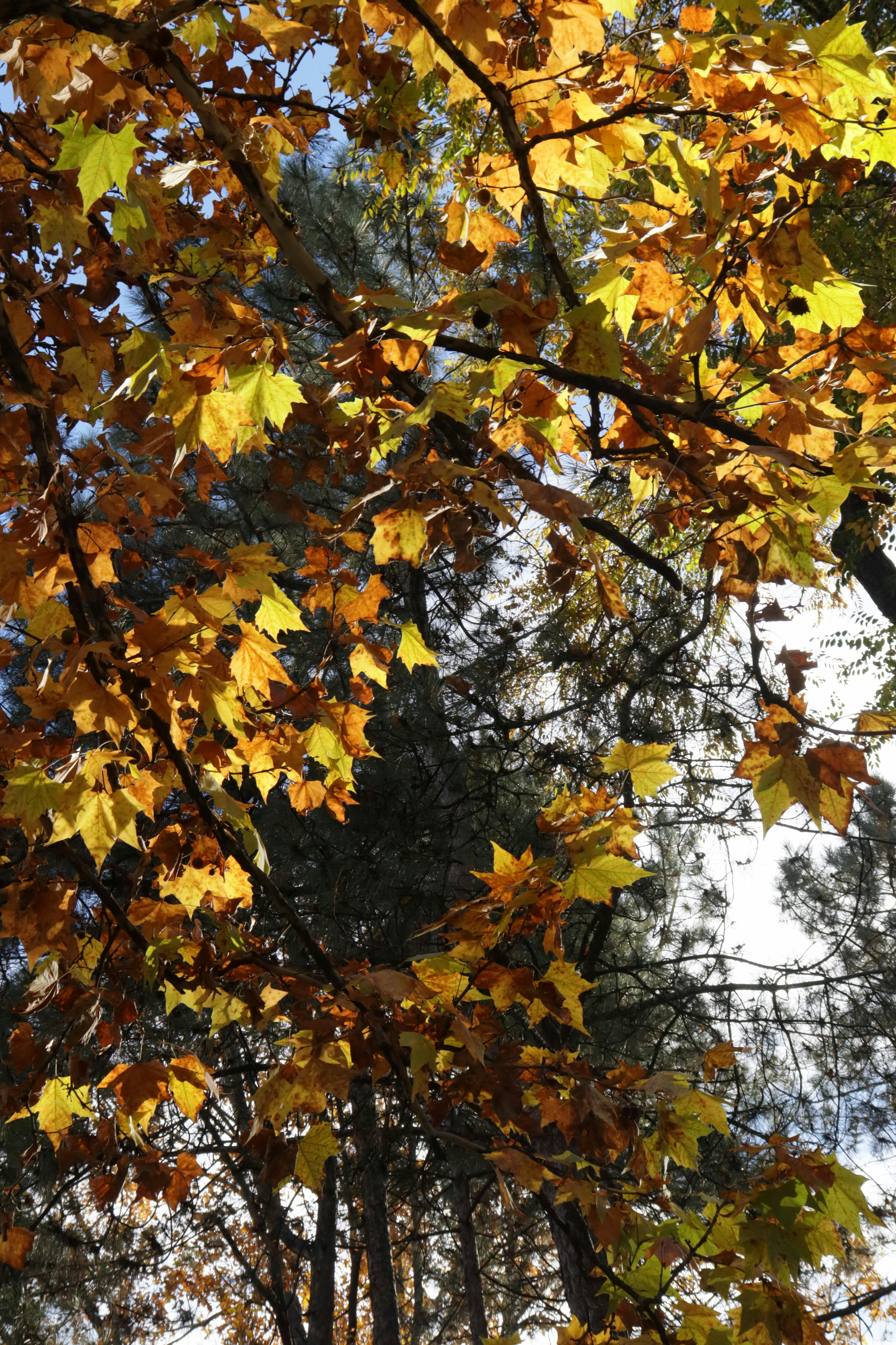 Photo by bored_mongoose