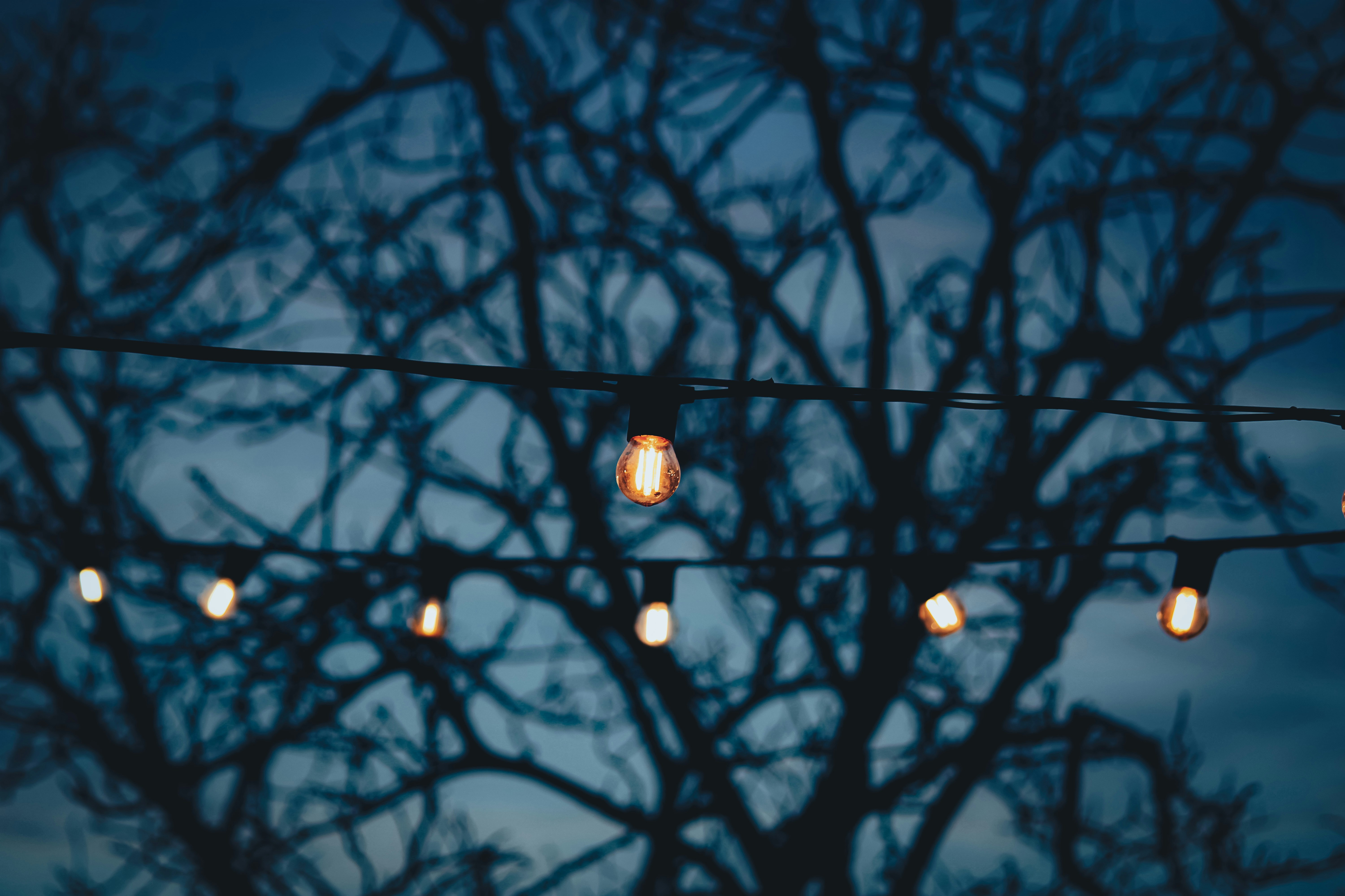 Bare tree branches and string lights at dusk