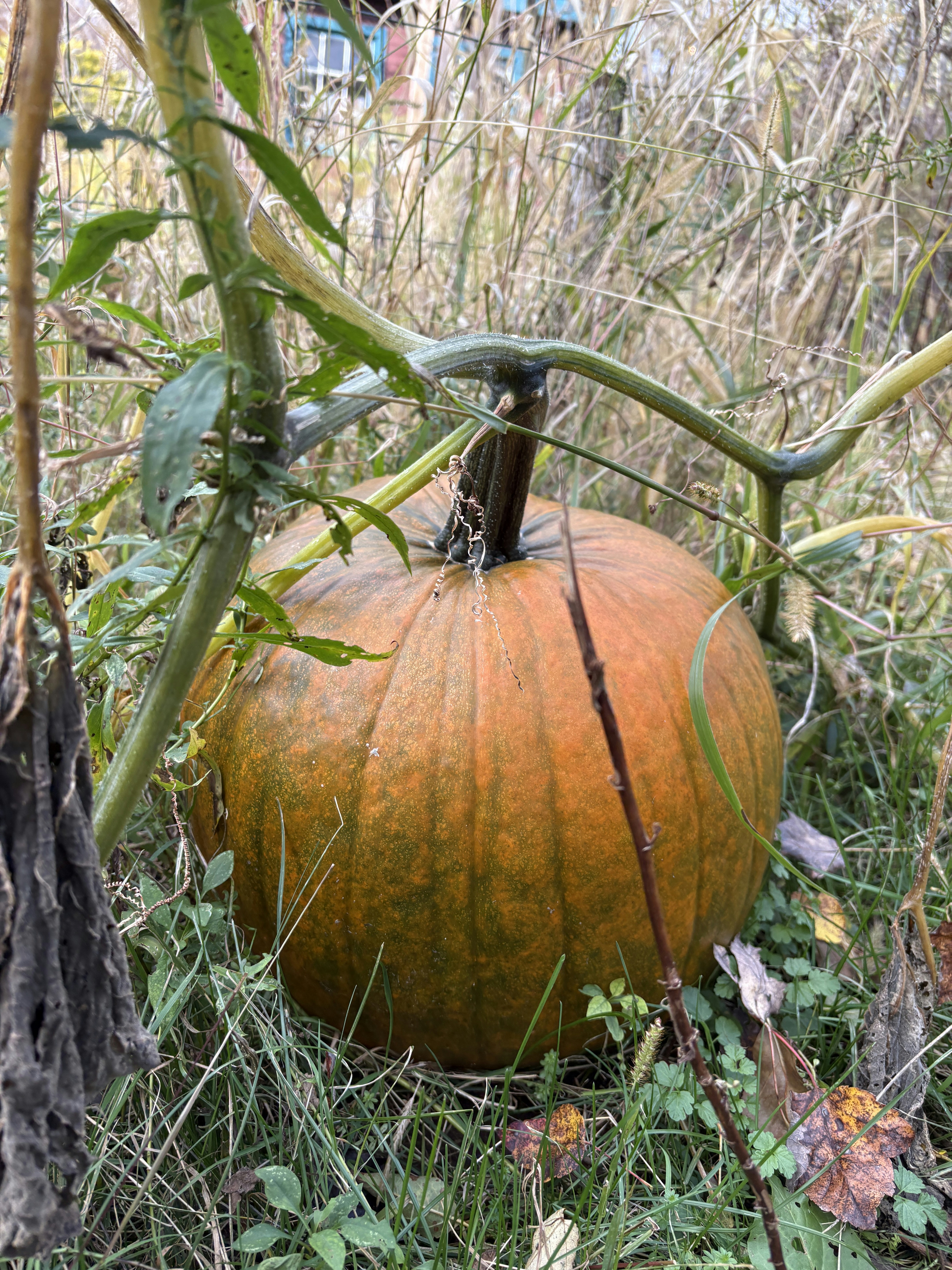 Photo by kllhoofprints