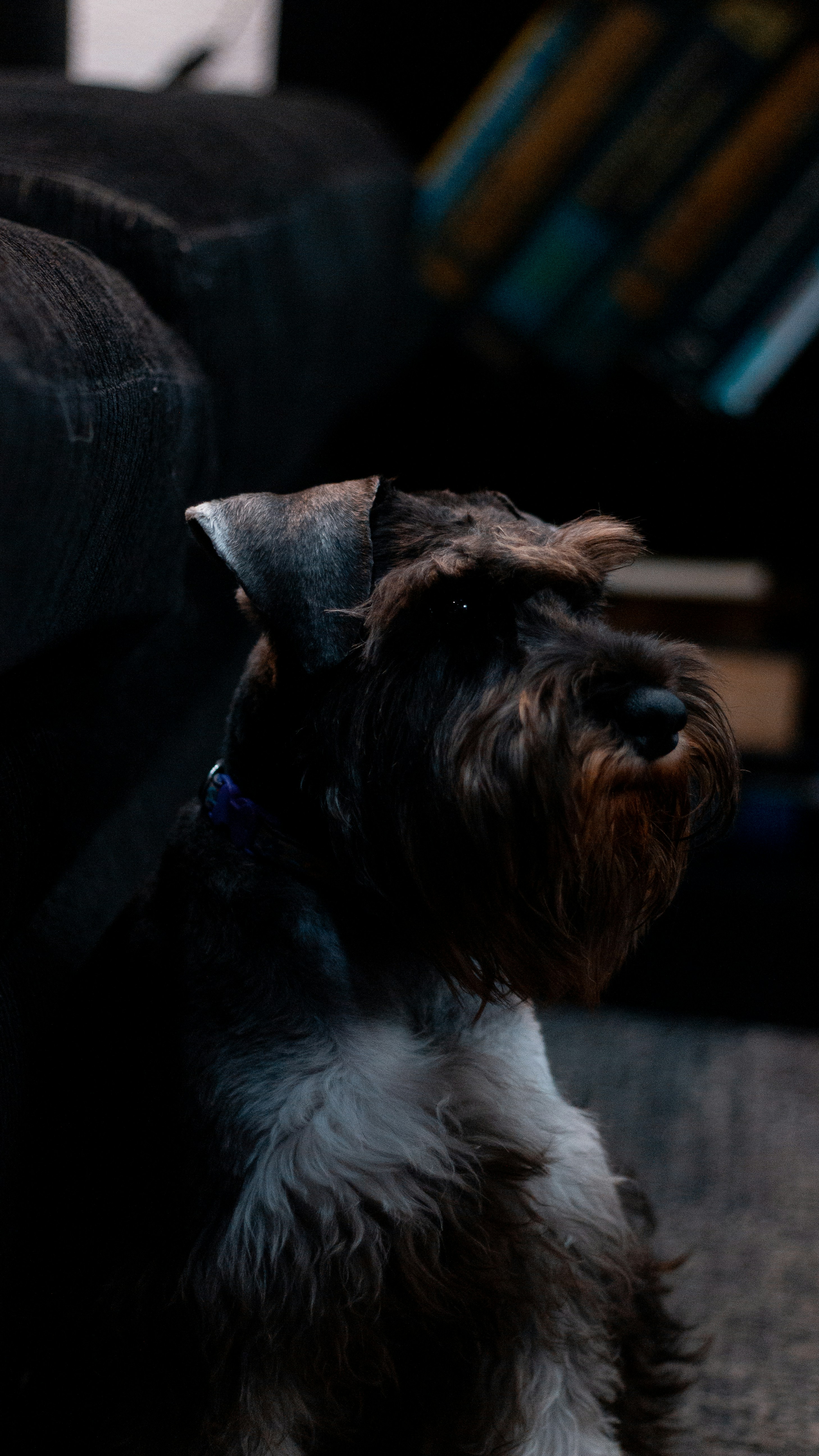 A schnauzer dog sits in a dimly lit room.