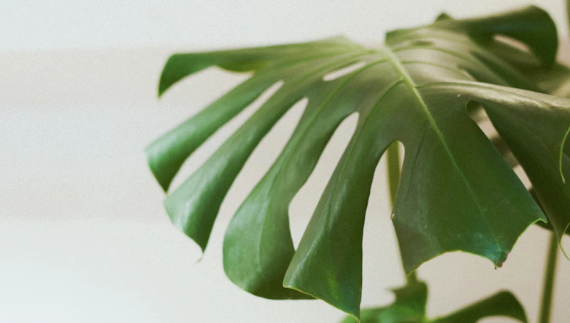 Failure to Fenestrate — Immature, Holeless Leaves