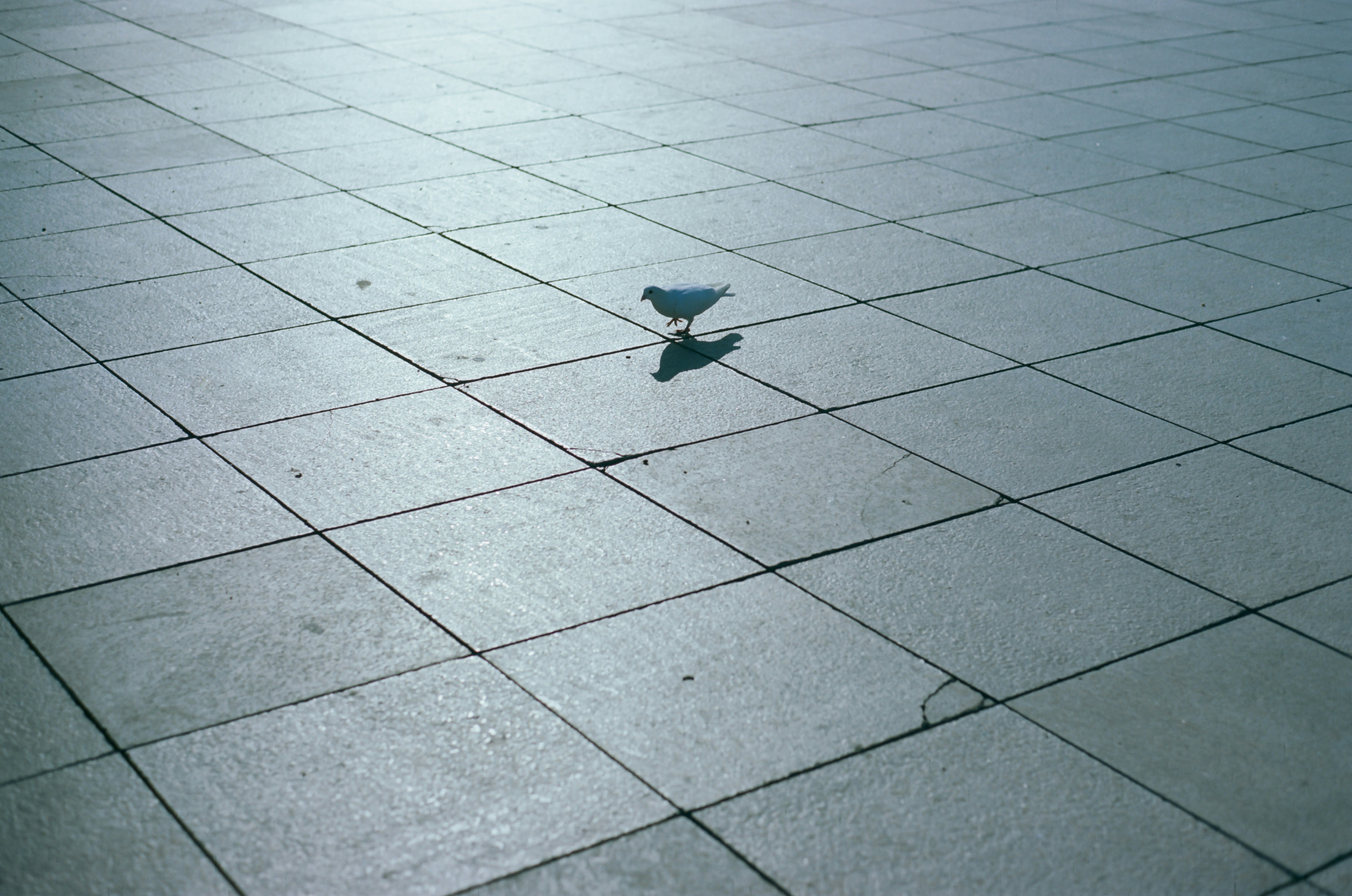 Photo by nihthu