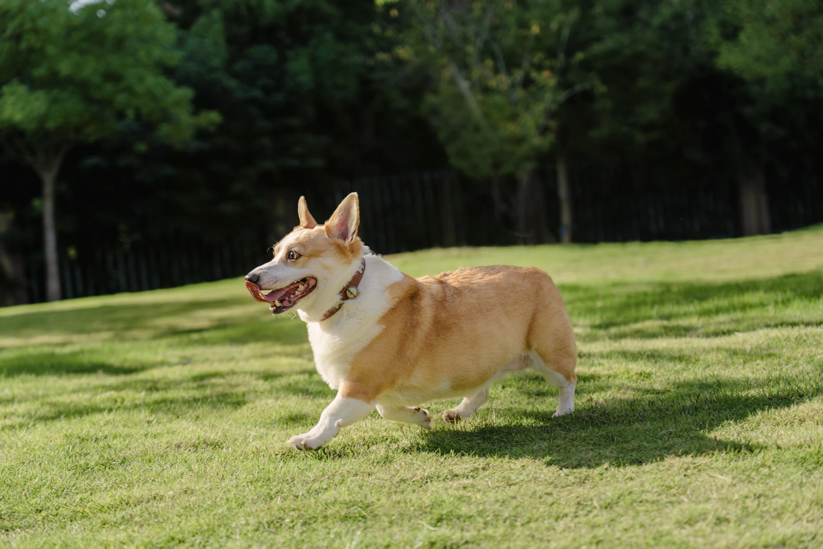 Perro corriendo sobre la hierba verde de un parque