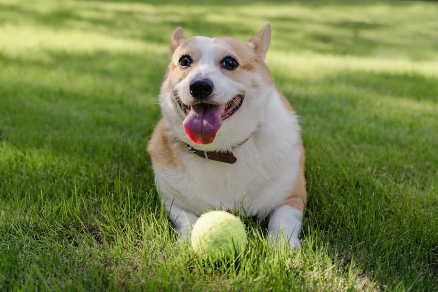 Perro corgi jugando con una pelota