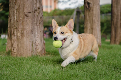 A corgi dog runs with a ball in its mouth.