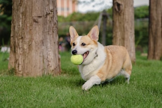 dogAdvisor | dog Advisor | dogadvisor.dog | dog Advisor