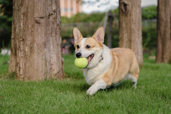 dogAdvisor | dog Advisor | dogadvisor.dog | dog Advisor