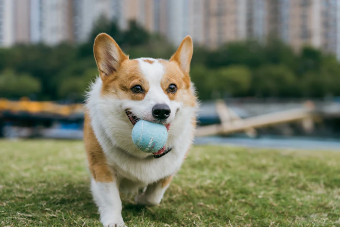 Playful dog enjoying a toy
