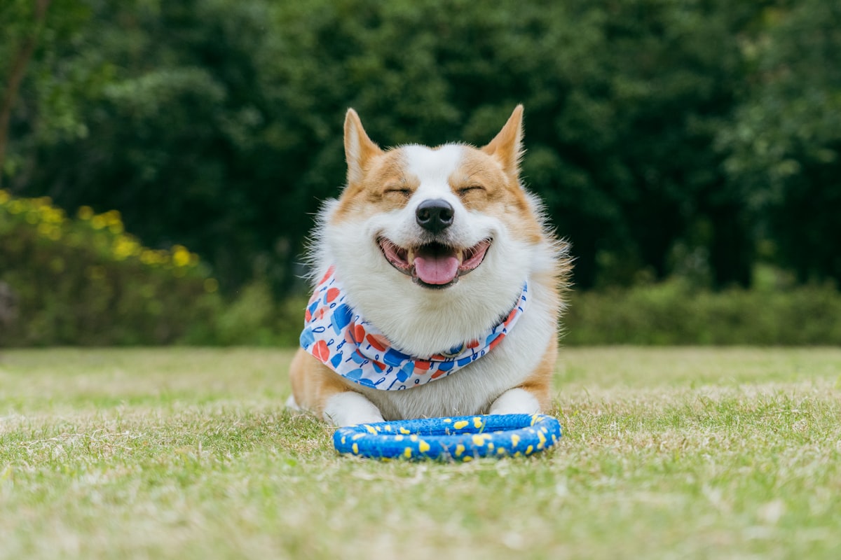 A puppy being trained with positive reinforcement