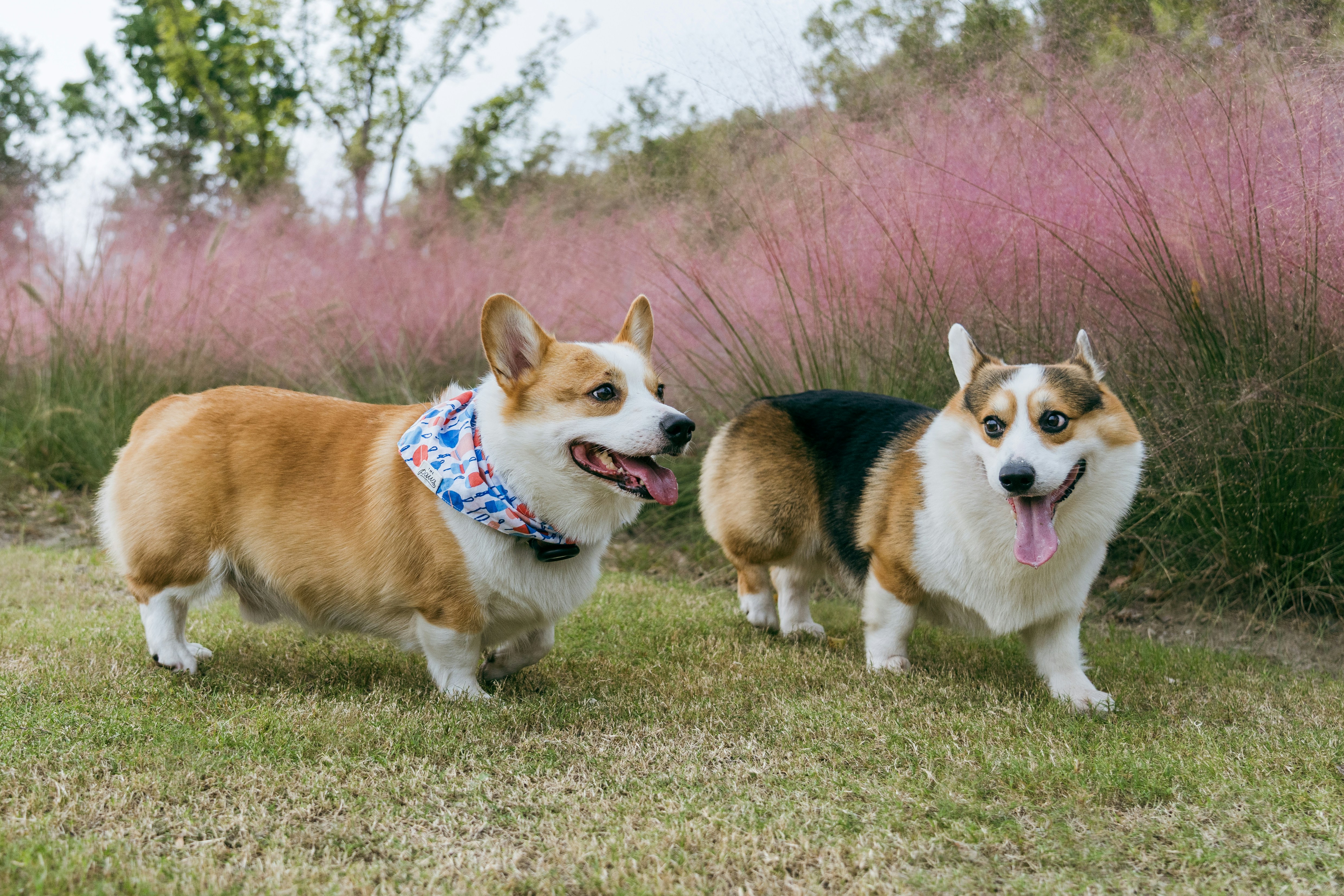 Two corgis standing in grassy field with pink plants.