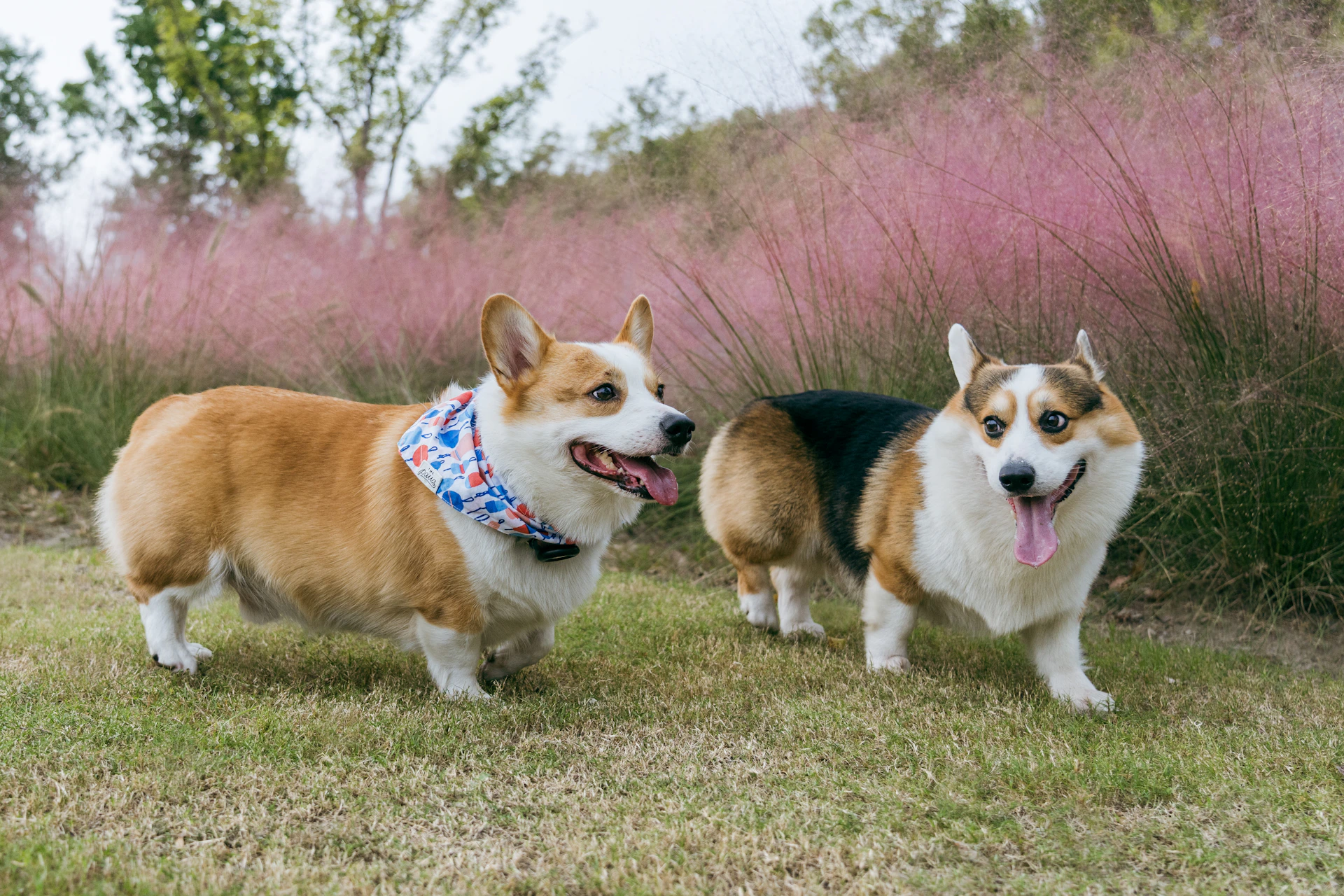 Two corgis standing in grassy field with pink plants.