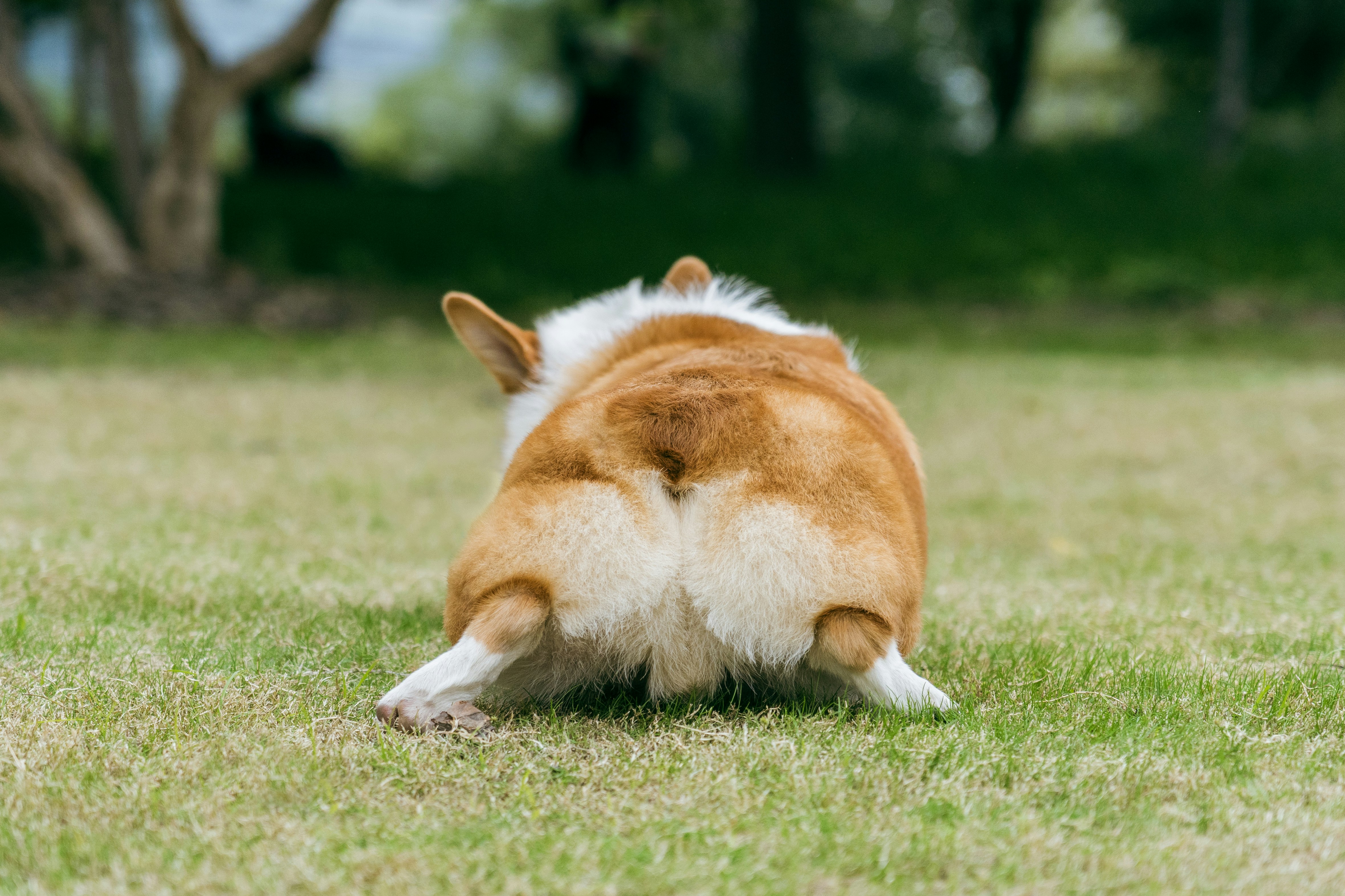 A corgi dog's rear end on grass
