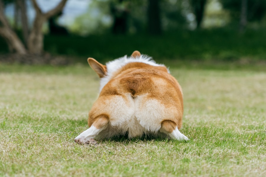 12 Funny Things Dogs Do Explained by Science