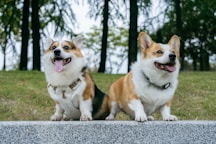 Two happy corgis sitting on a stone wall