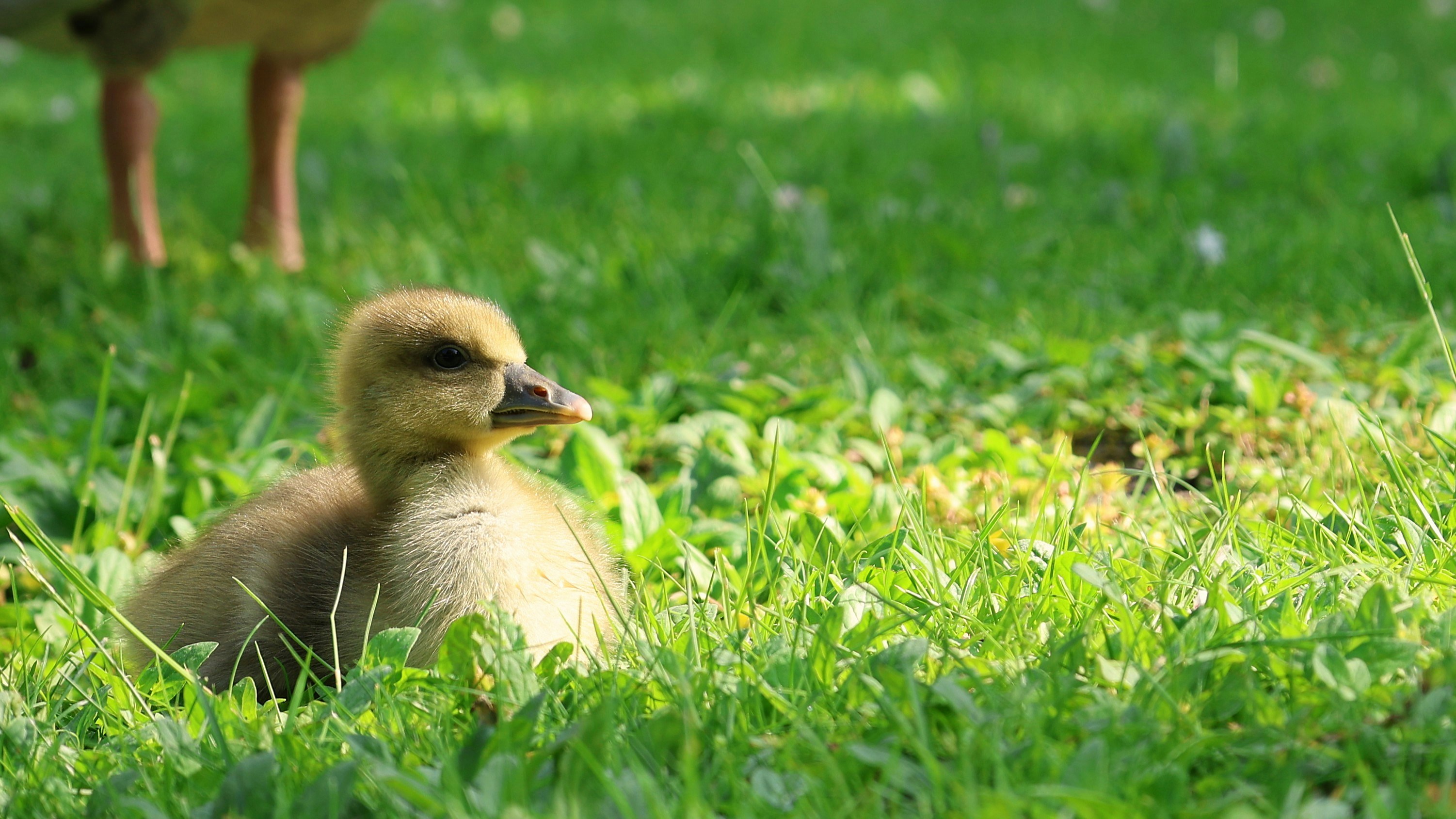 Photo by chrislinnett