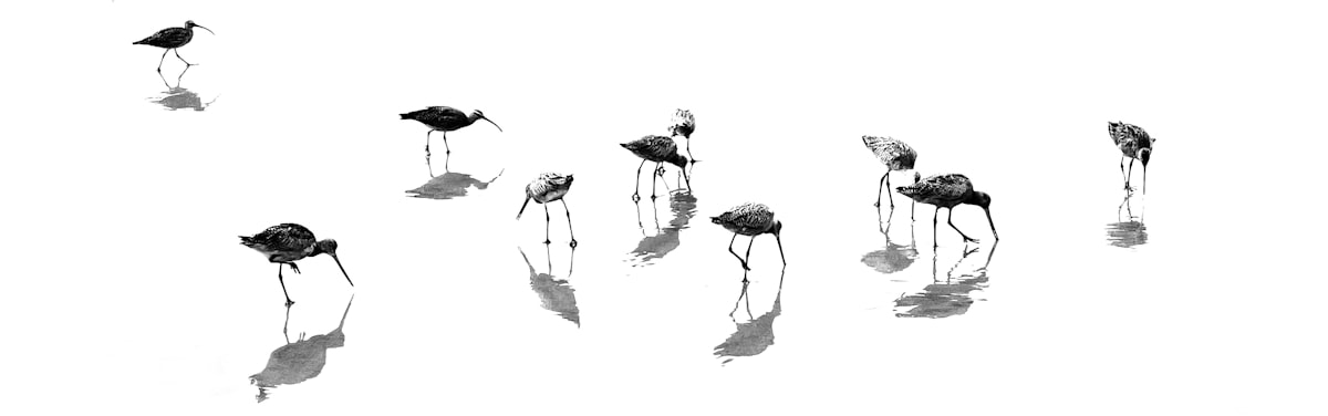 Прикмети про птахів: що означають зустрічі з вороною, синицею, лелекою