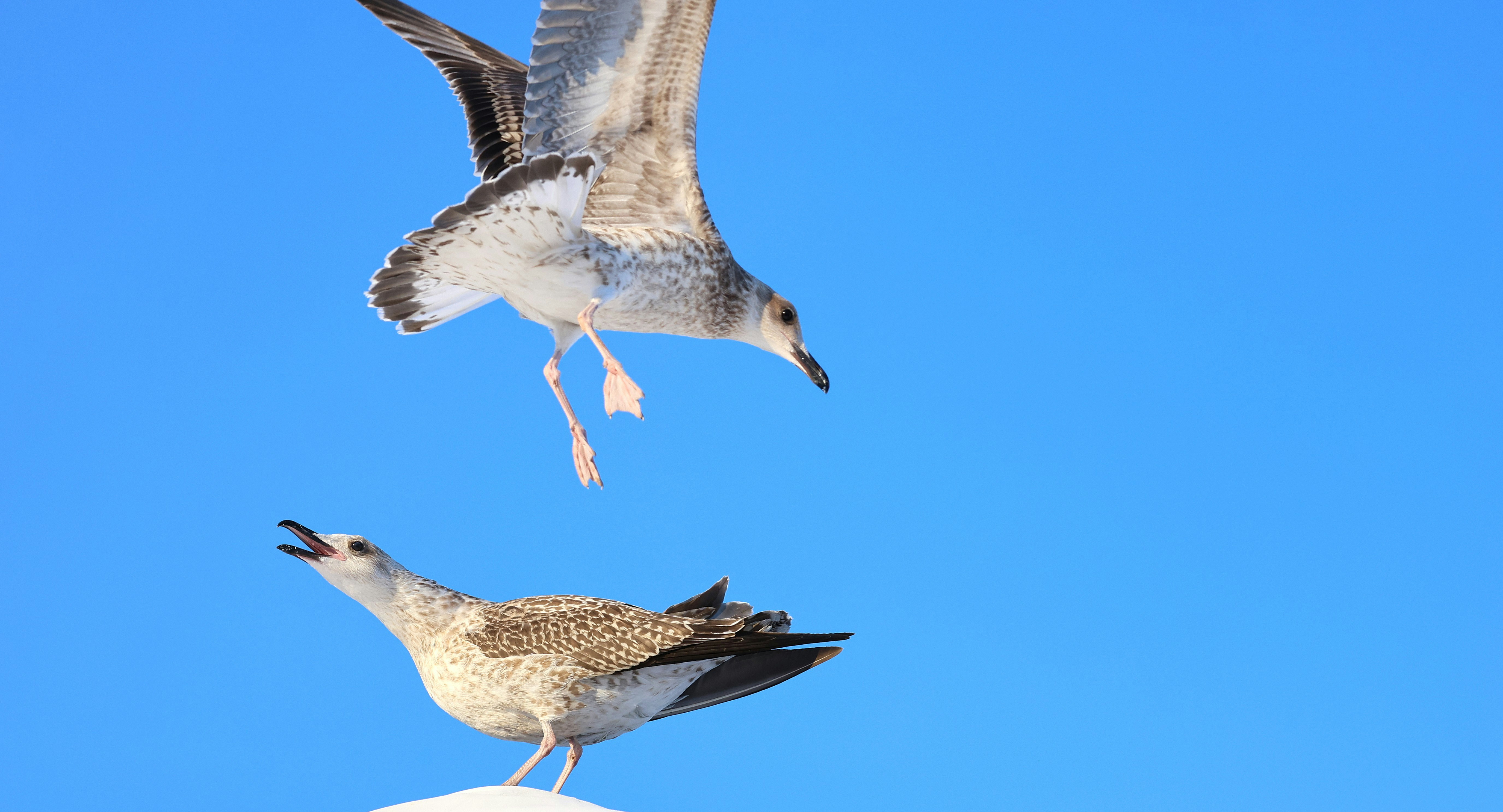 Photo by chrislinnett