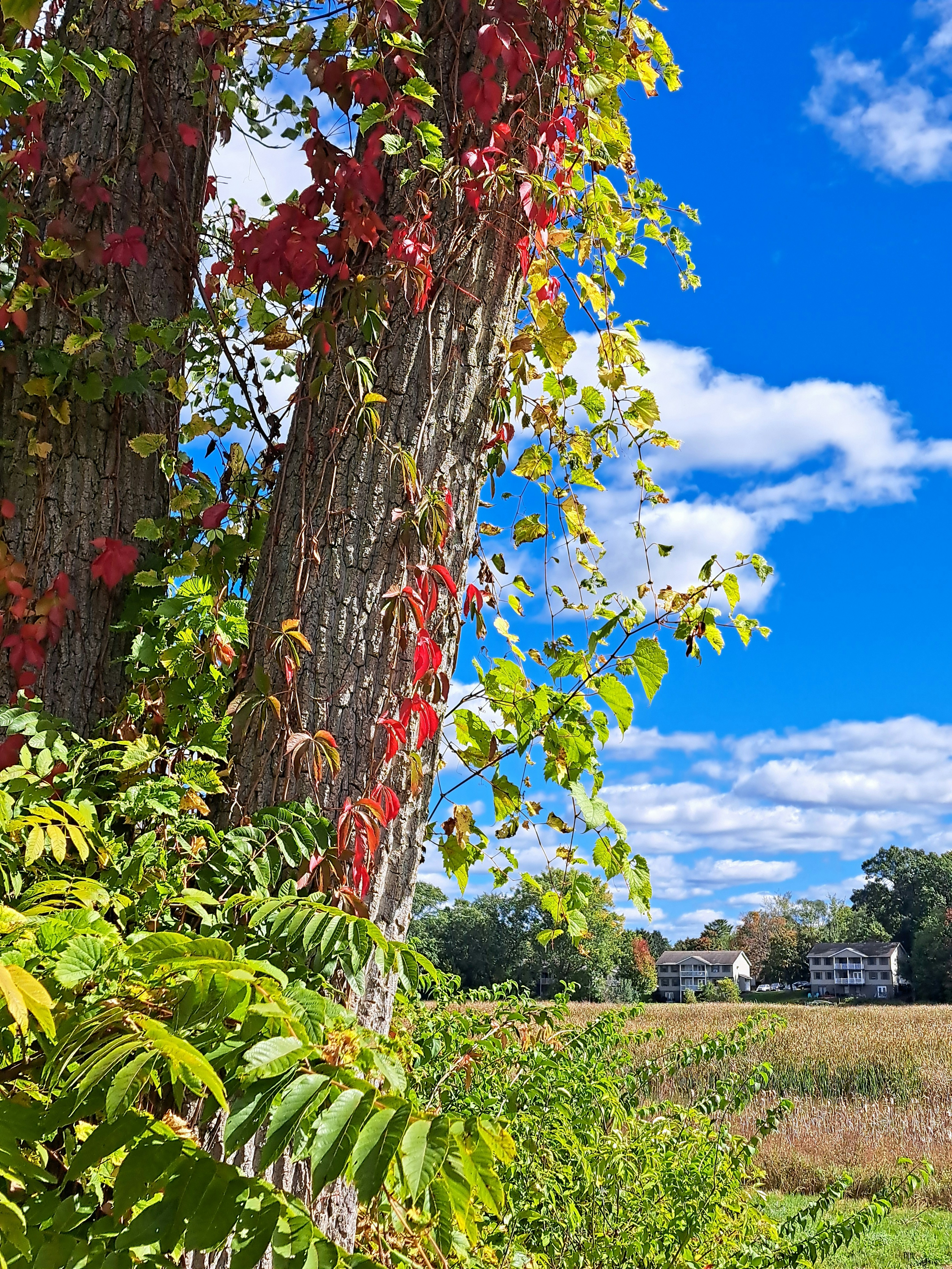 Herbstlaub an Bäumen mit Häusern im Hintergrund.