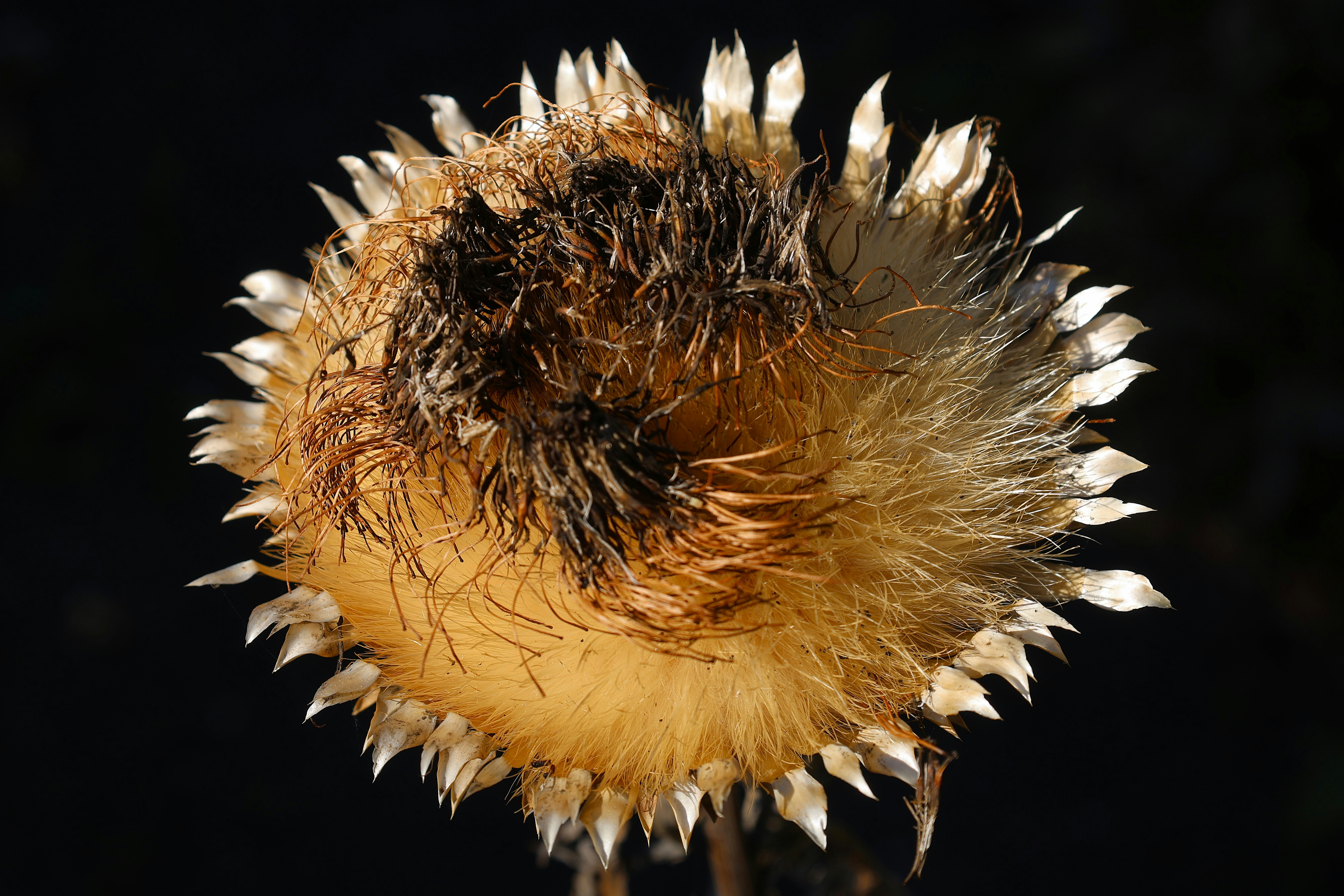 Photo by chrislinnett