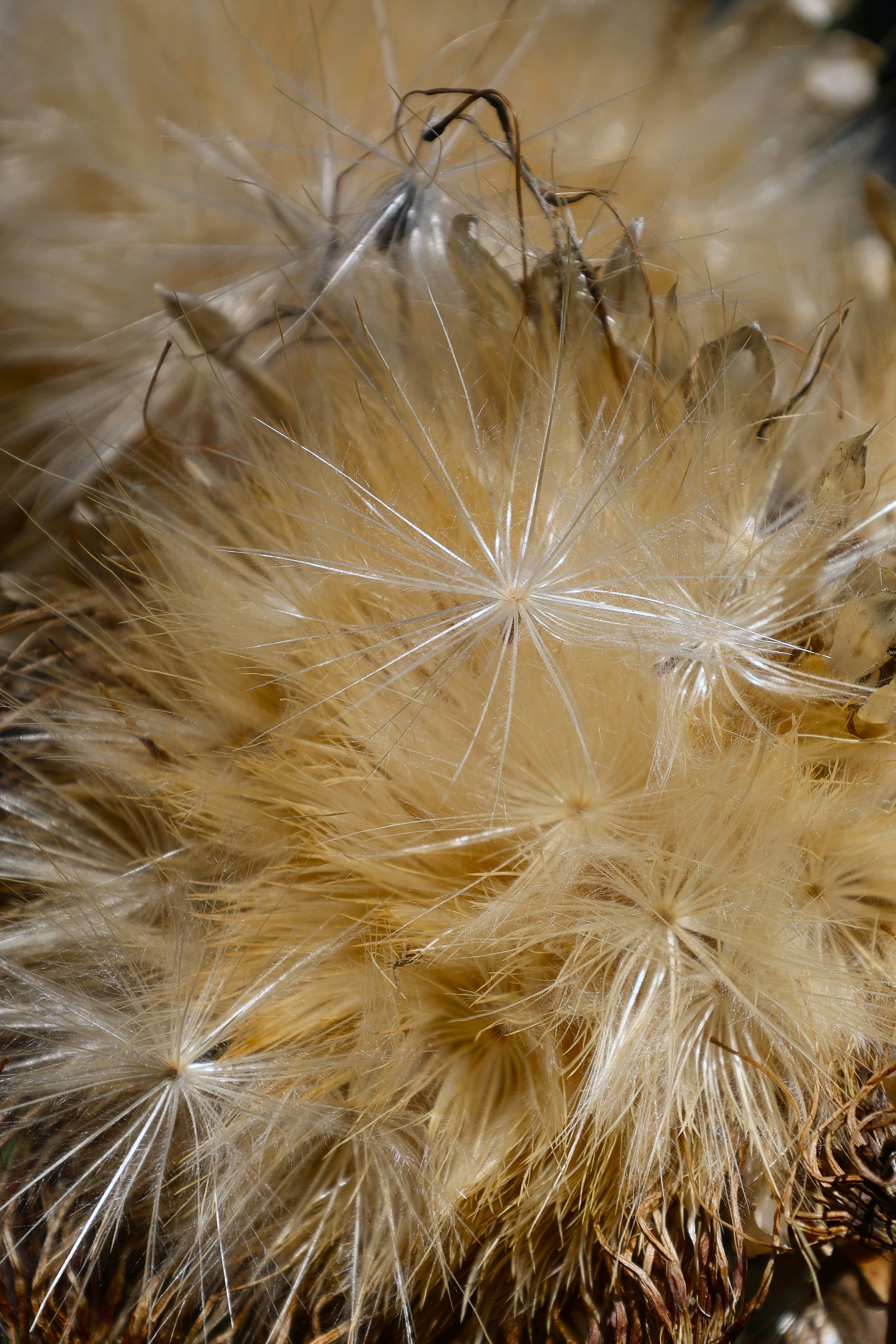 Photo by chrislinnett