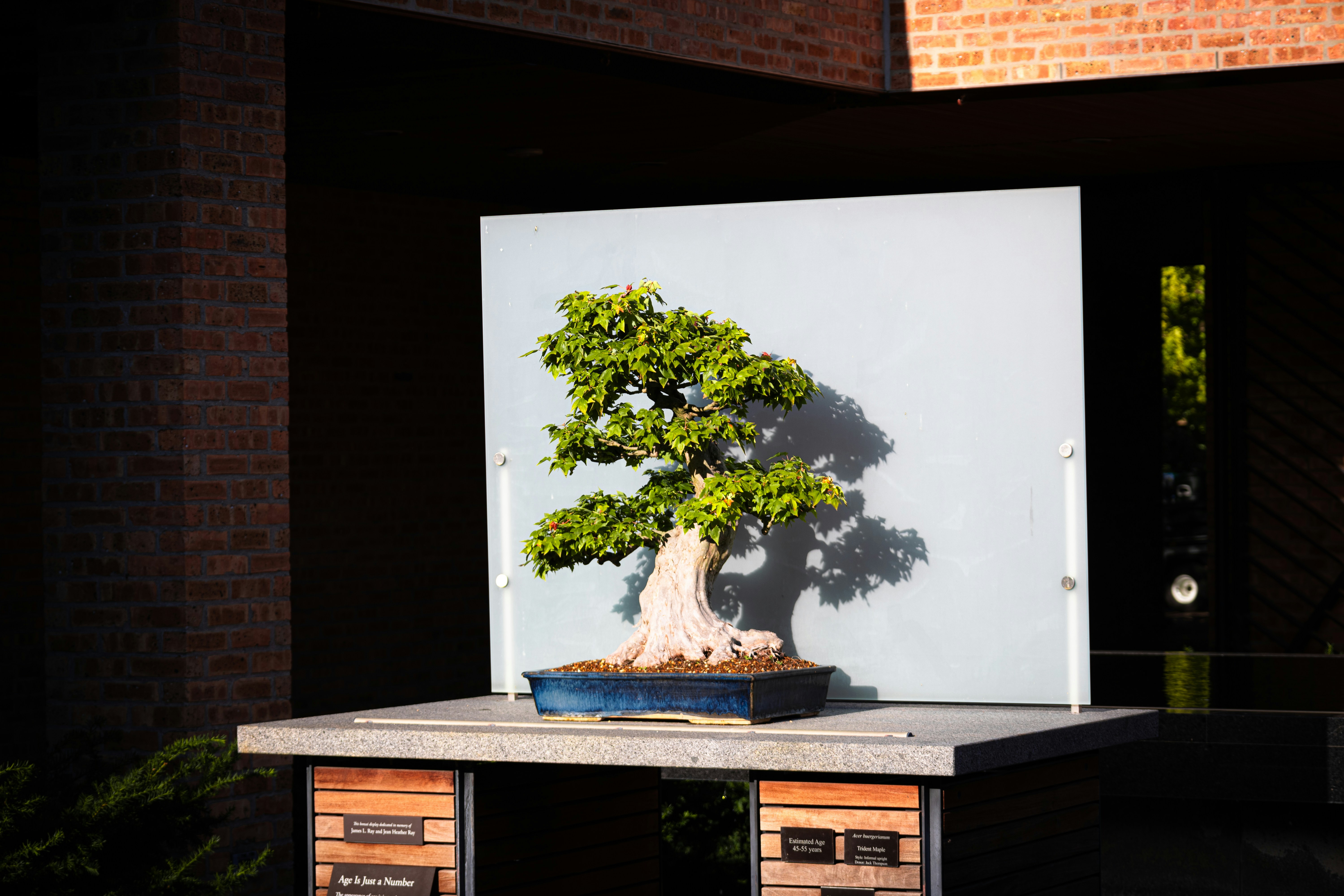 A bonsai tree with green leaves in a blue rectangular pot, displayed on a stone surface against a grey panel