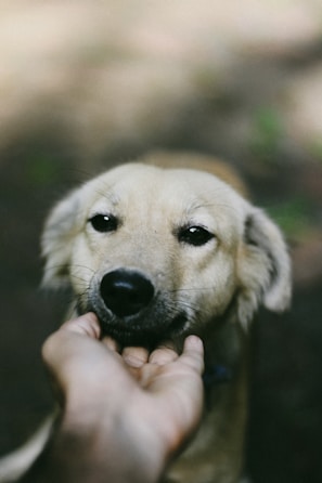 A hand gently pets a light brown dog's face.
