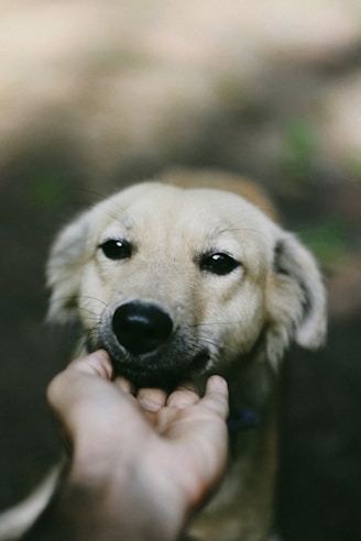 A hand gently pets a light brown dog's face.