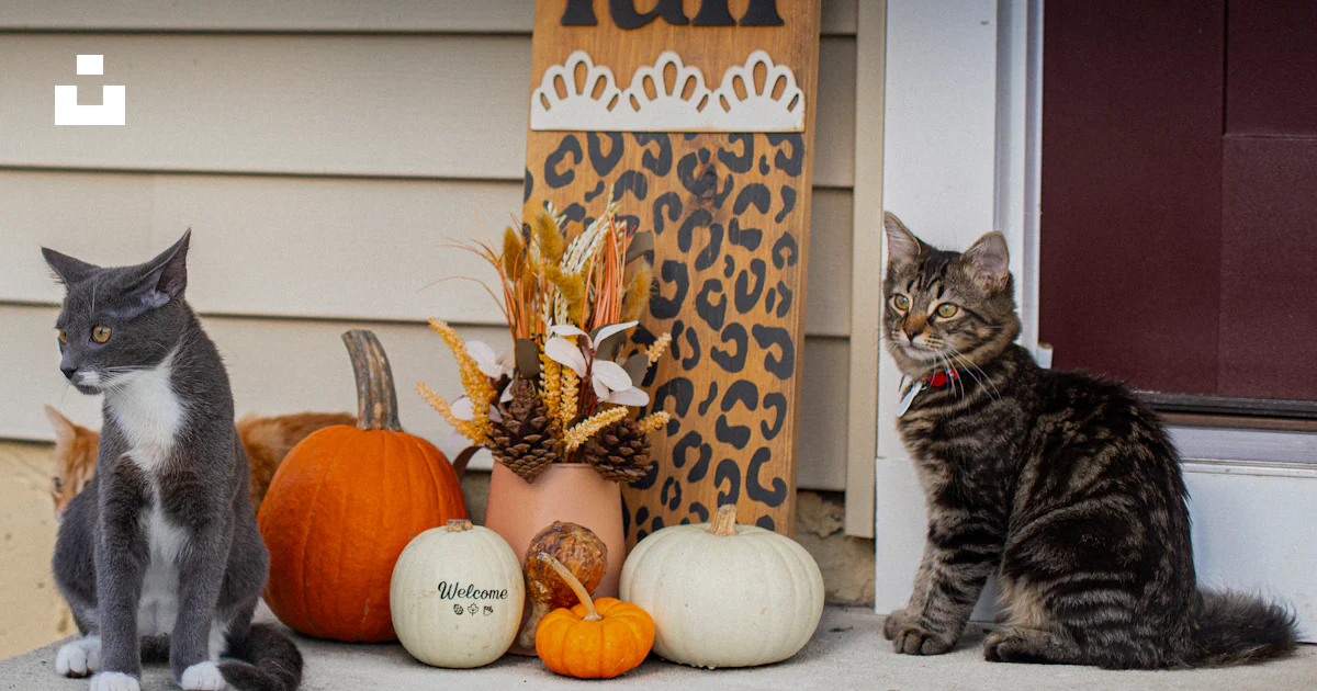 Fall Cat Decor Two cats sit by pumpkins and fall decorations. photo – Free Autumn ...