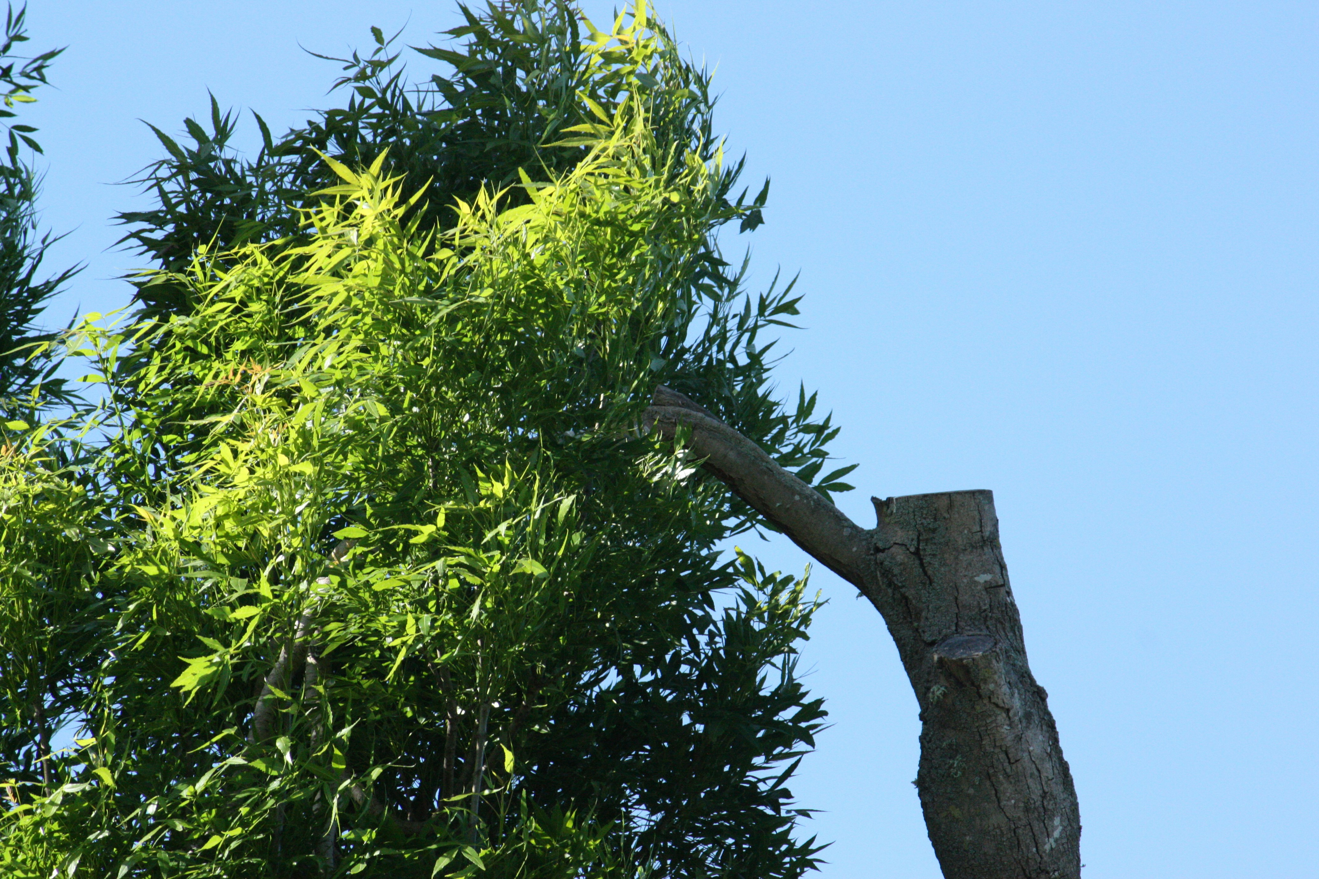A tree with a cut branch against blue sky