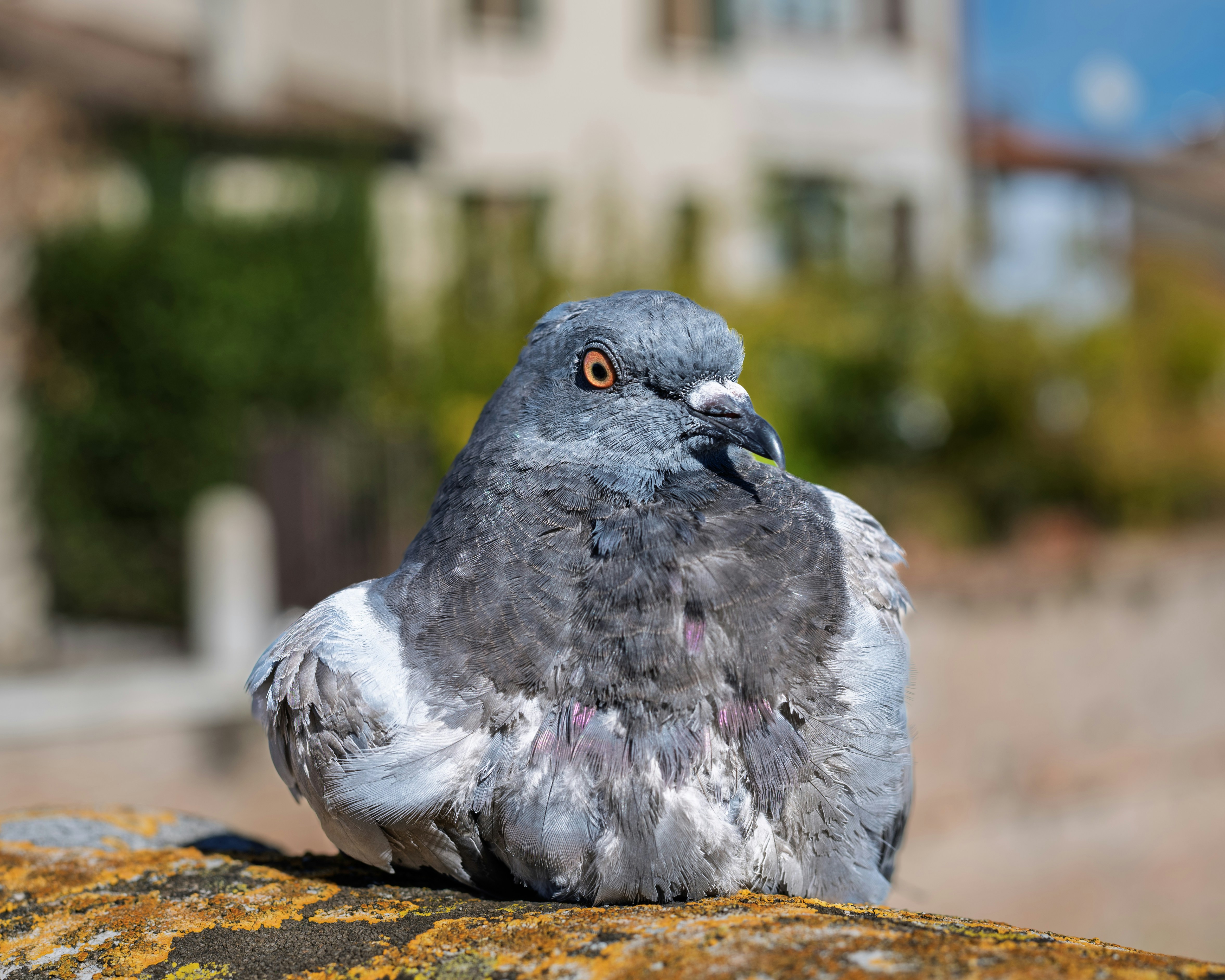 One-legged pigeon