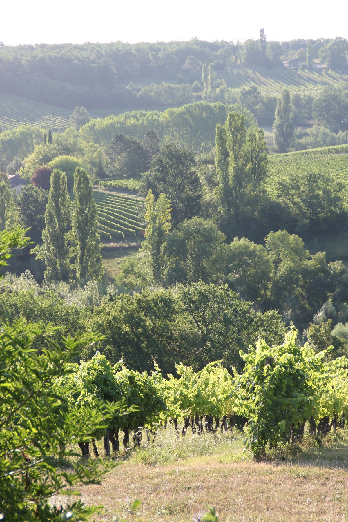 Sattgrüne Weinberge der Langhe im Mai