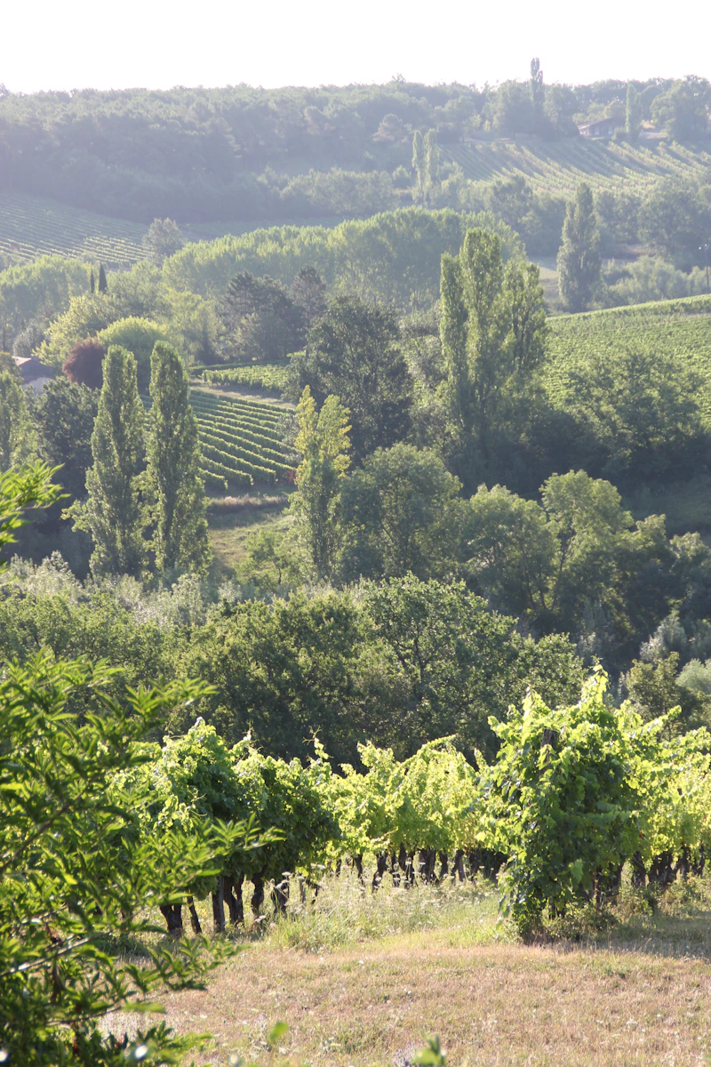 Rolling green vineyard landscape in France