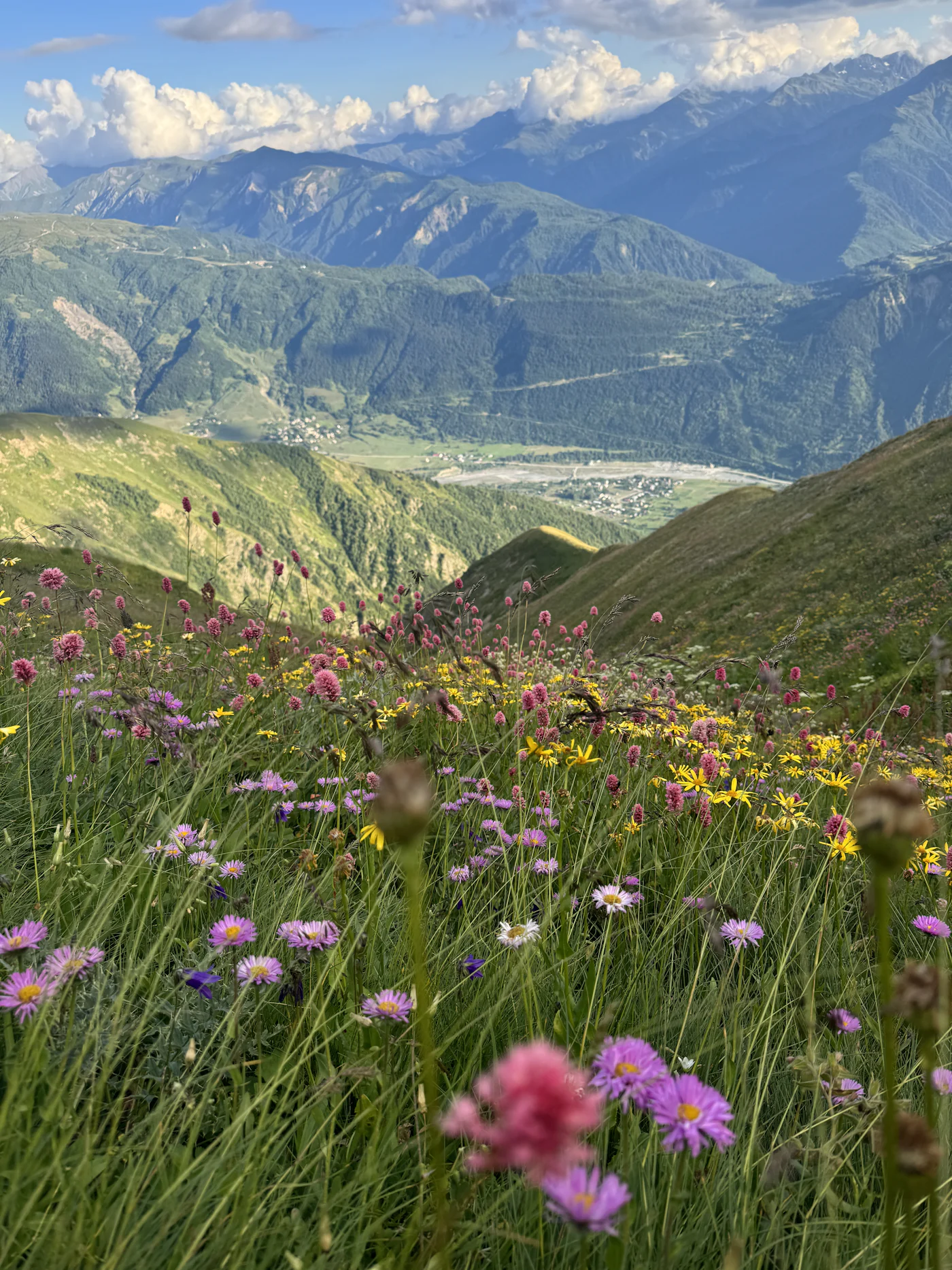 Bright wildflower meadow beneath mountain peaks