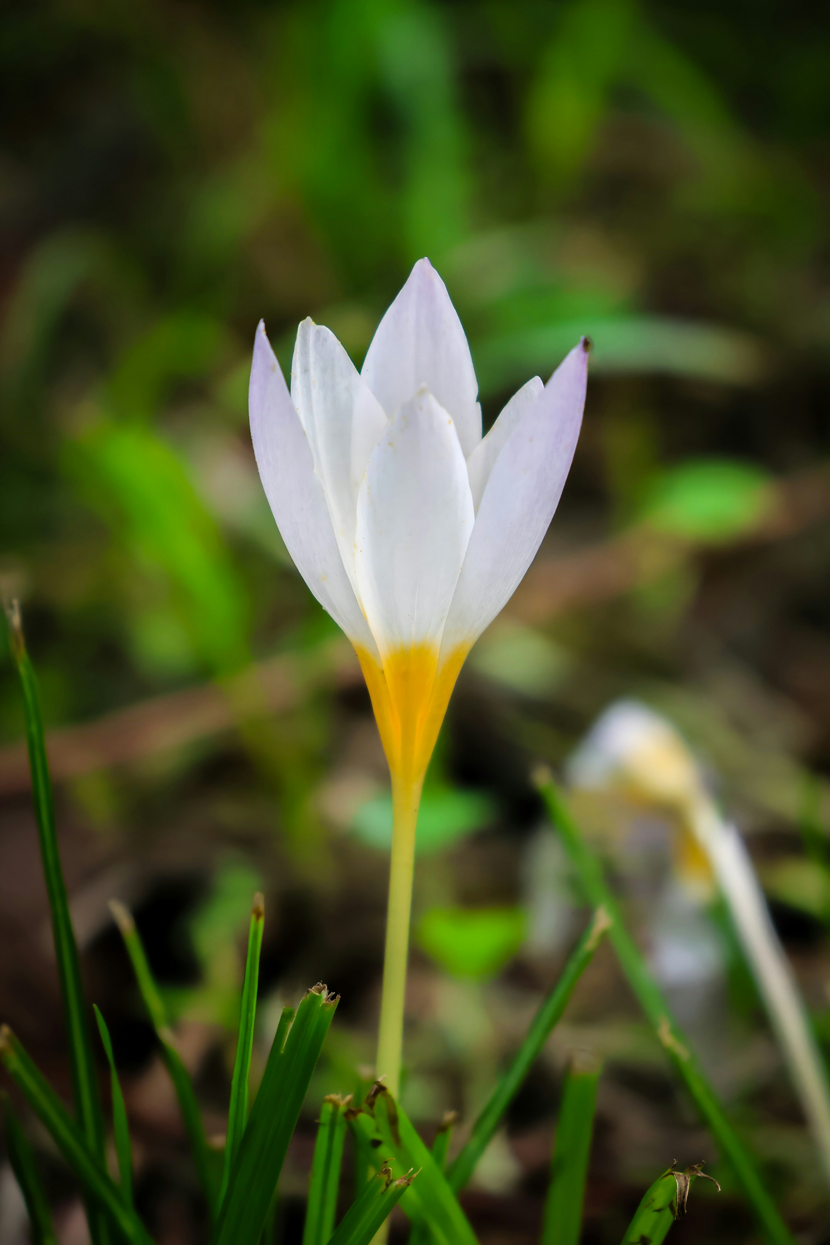 Photo by benyaminshamis