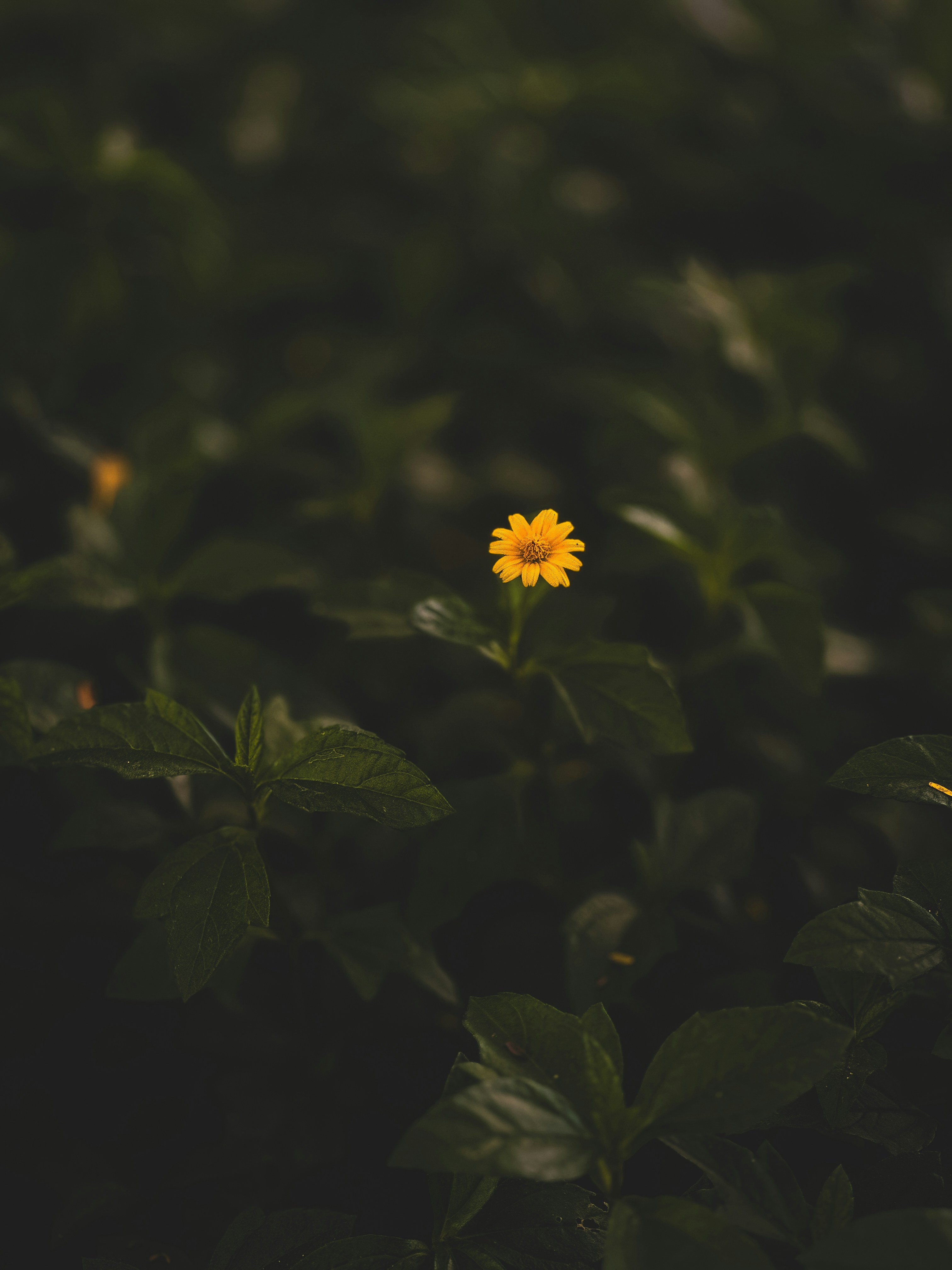 Photo by harshit_mahabale