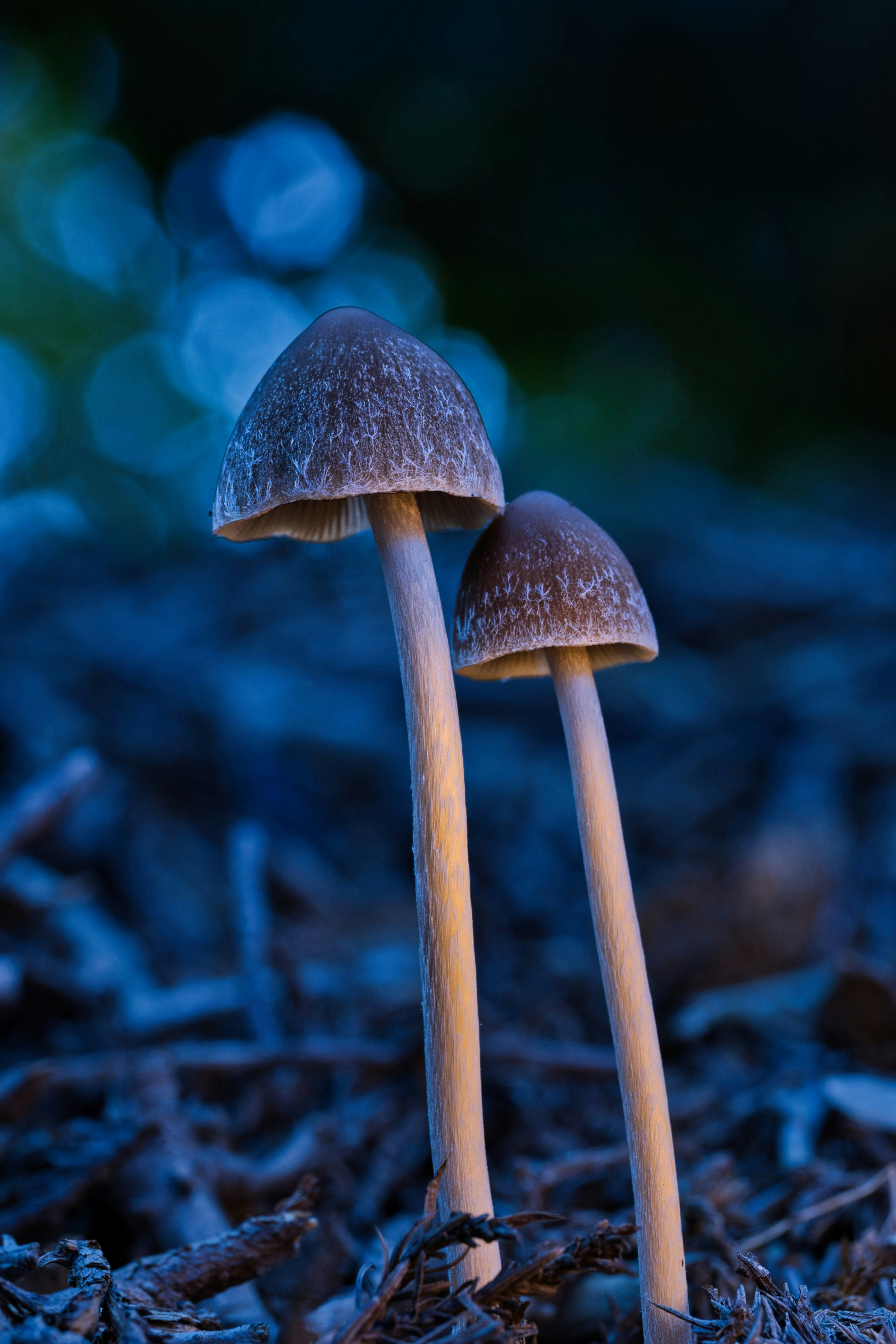 Photo by wvrede