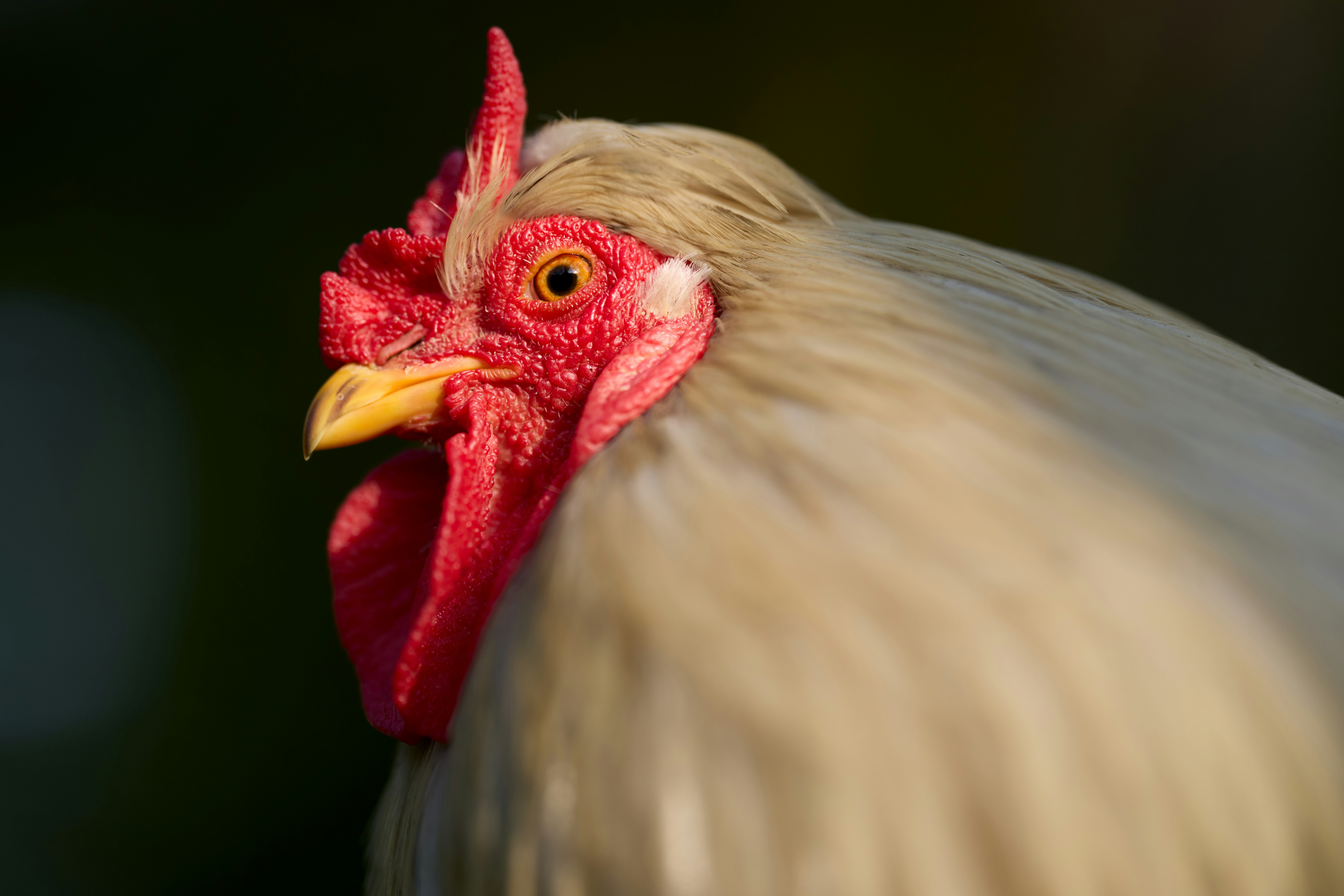 Photo by erwinbosman