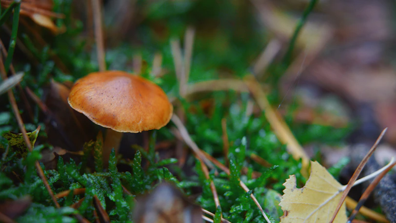A small brown mushroom grows in mossy forest floor.