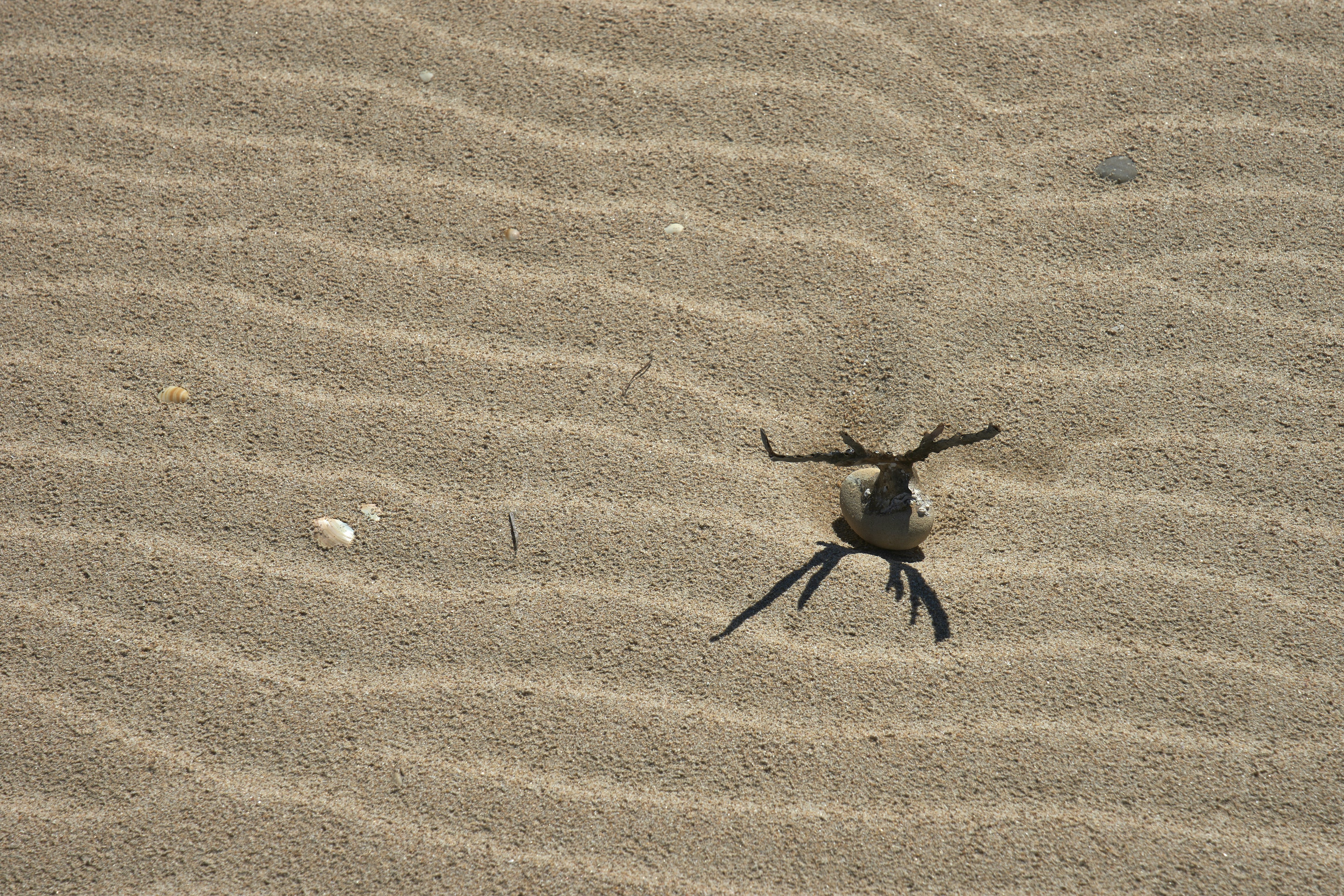 Photo by wolfgang_hasselmann